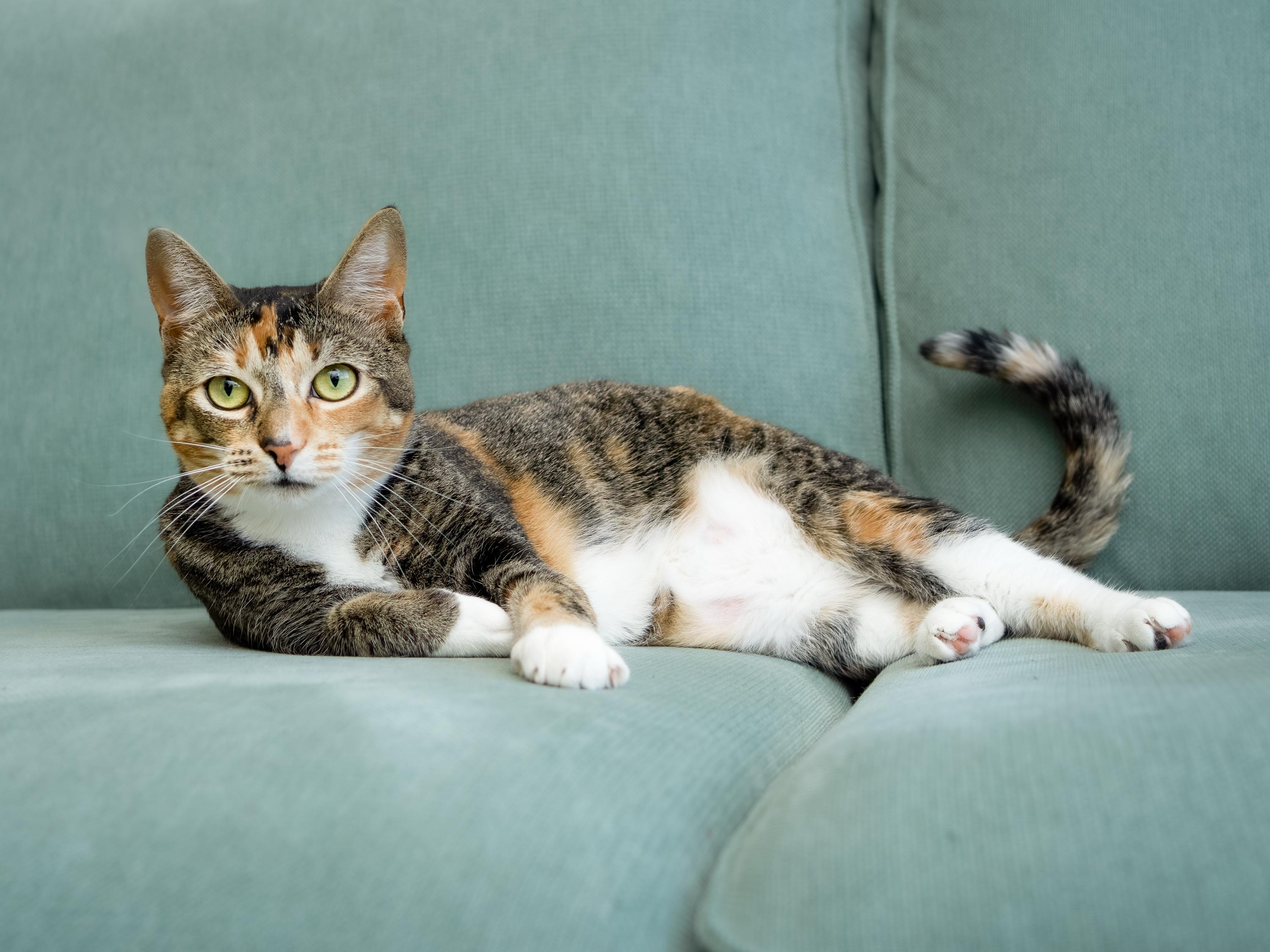 Gigi, an adoptable Domestic Short Hair in Seattle, WA image 5/6