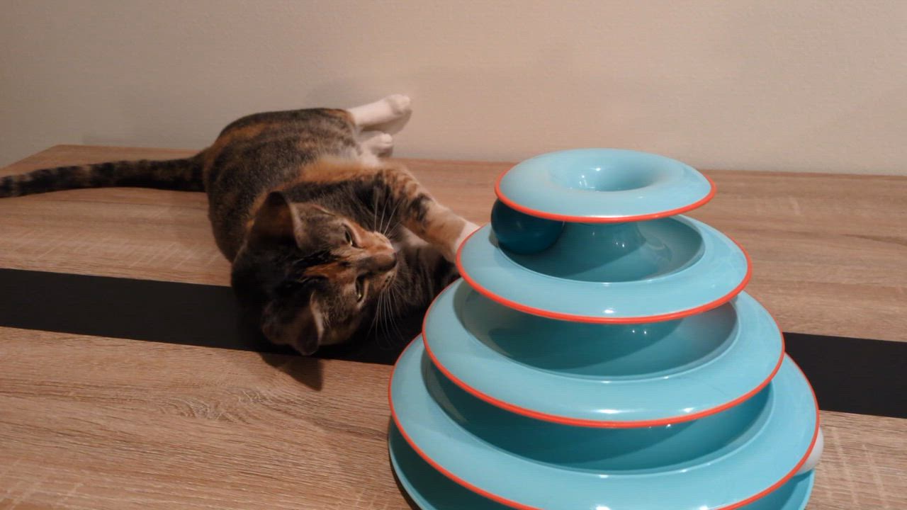 Enlarge Gigi, a Adoptable Domestic Short Hair in Seattle, WA video 6/6