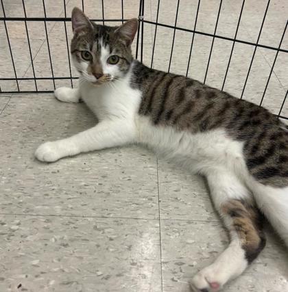 Hades, Adoptable, Adult Male Domestic Short Hair.