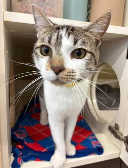 Enlarge Hades, a Adoptable mixed breed in Kansas City, MO image 2/3