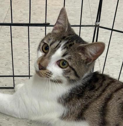 Enlarge Hades, a Adoptable mixed breed in Kansas City, MO image 3/3
