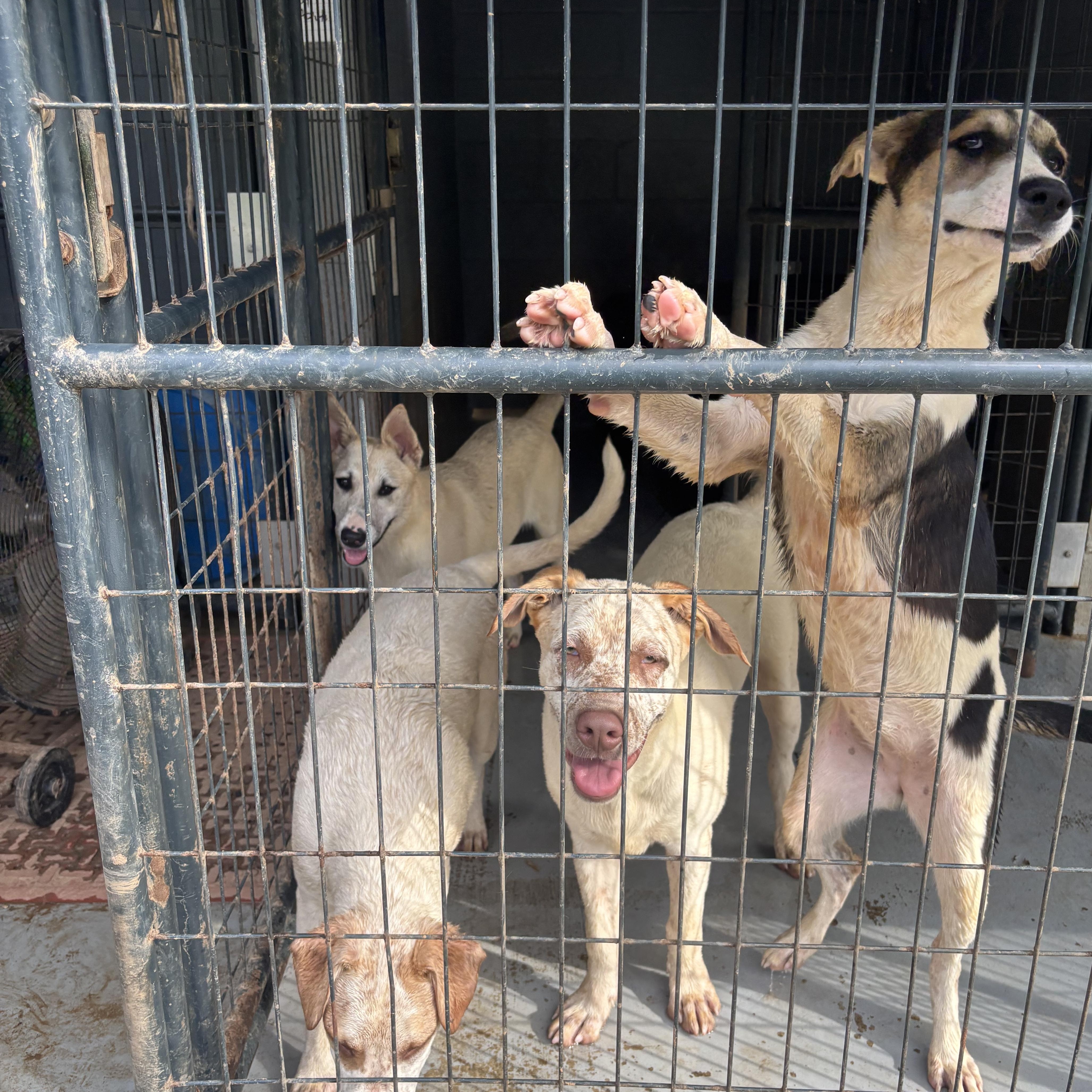 Enlarge Blossom, a Adoptable mixed breed in Coldspring, TX image 4/6