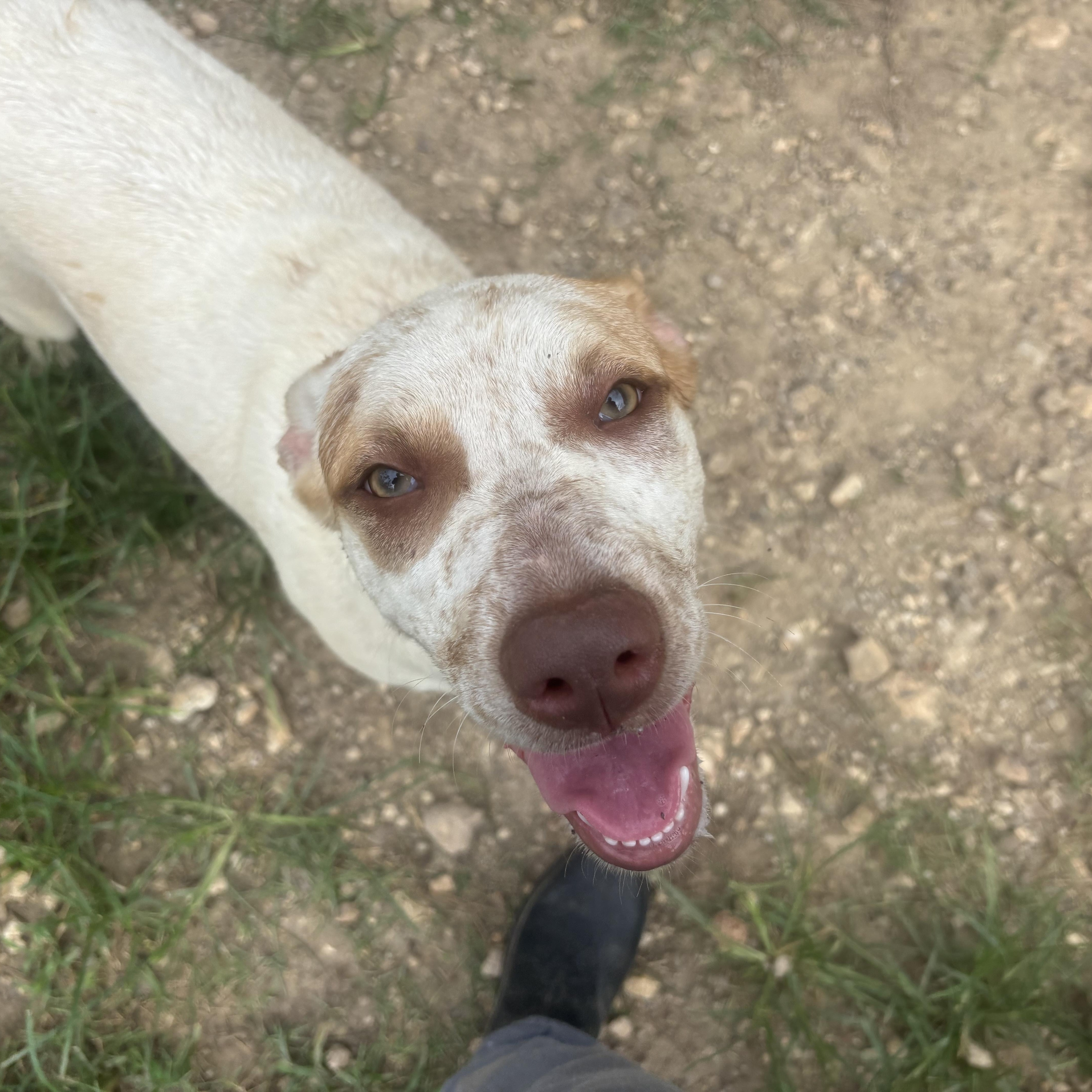 Enlarge Blossom, a Adoptable mixed breed in Coldspring, TX image 5/6