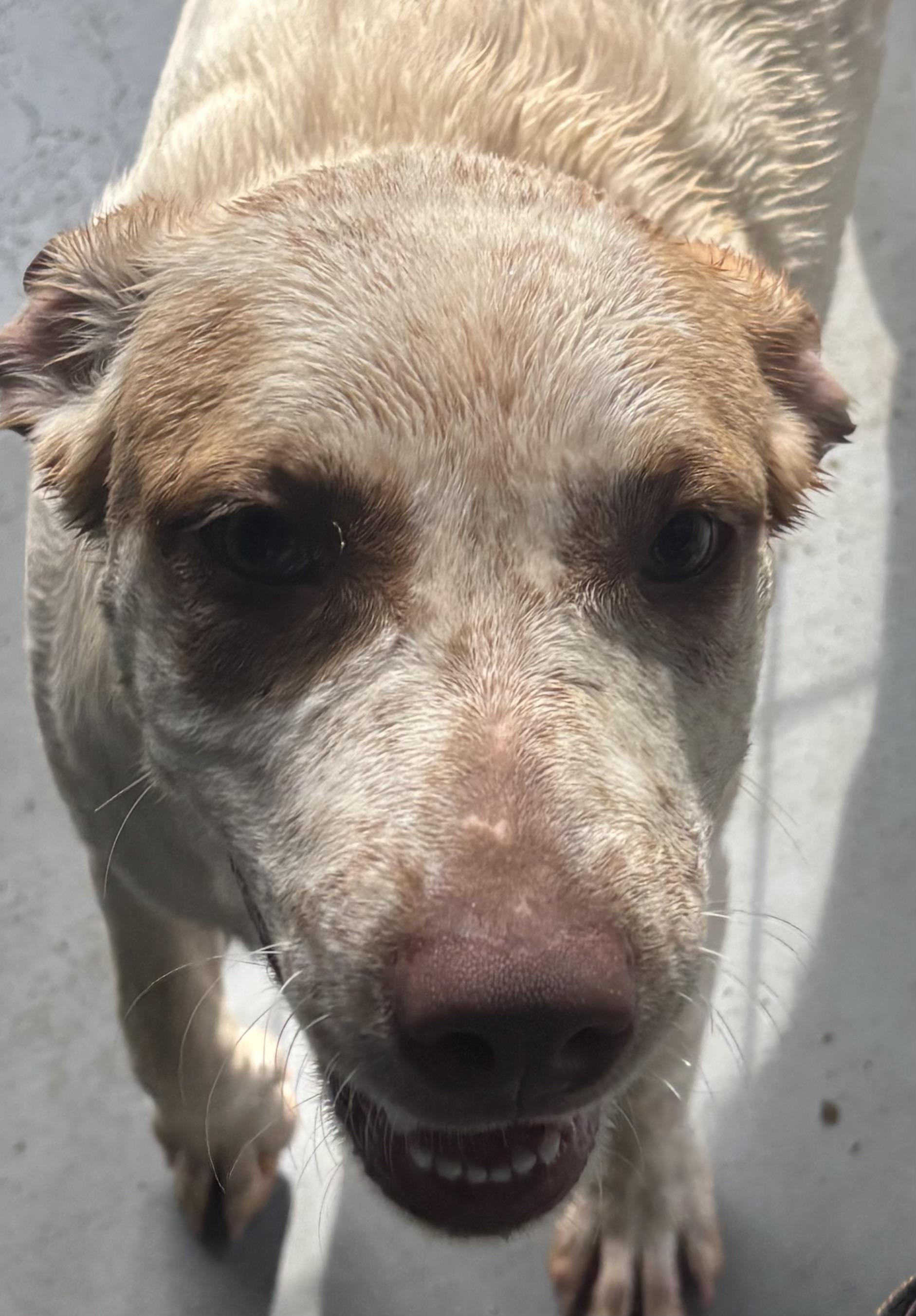 Enlarge Blossom, a Adoptable mixed breed in Coldspring, TX image 3/6