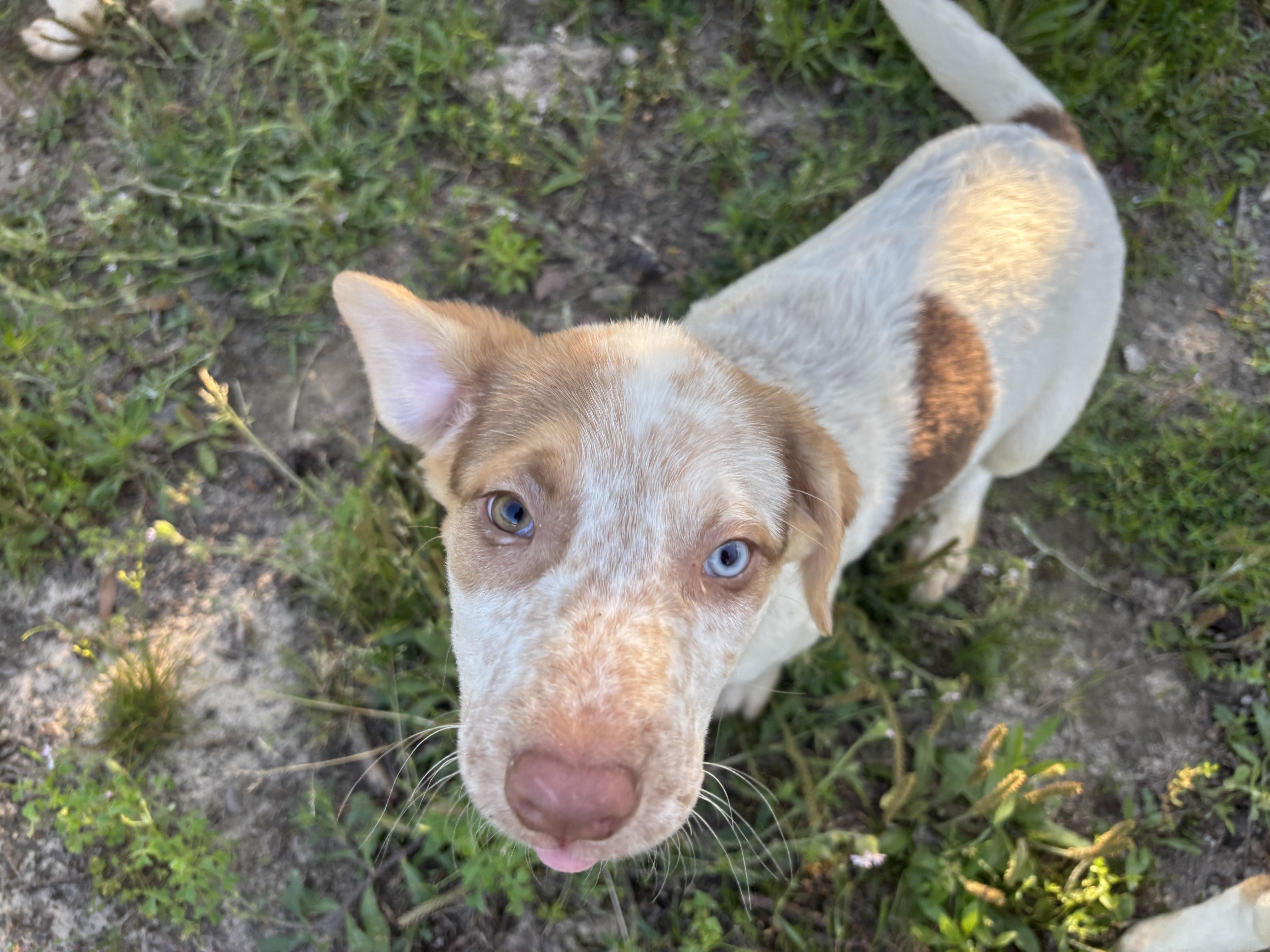 Enlarge Blossom, a Adoptable mixed breed in Coldspring, TX image 6/6
