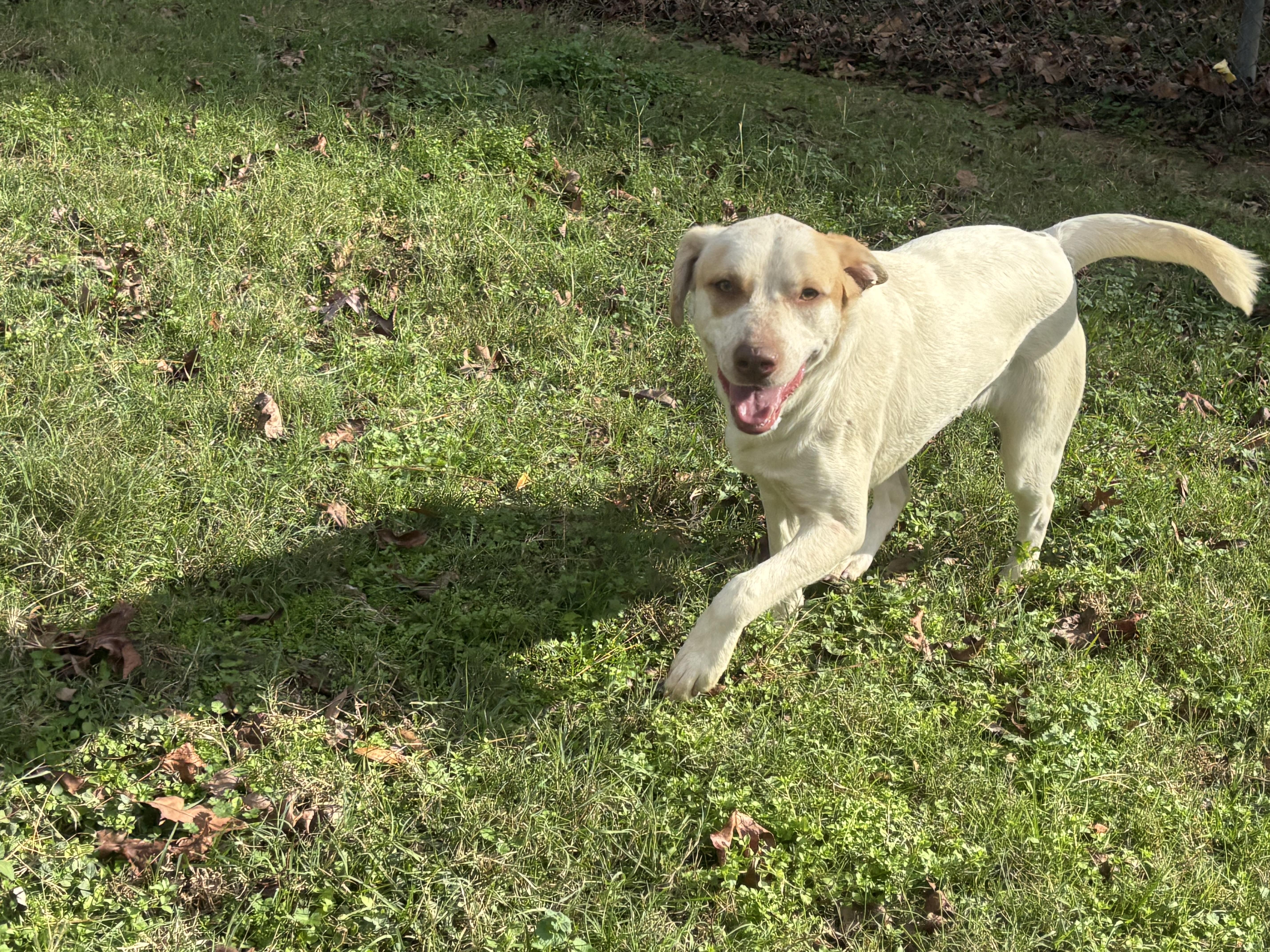 Enlarge Blossom, a Adoptable mixed breed in Coldspring, TX image 6/6