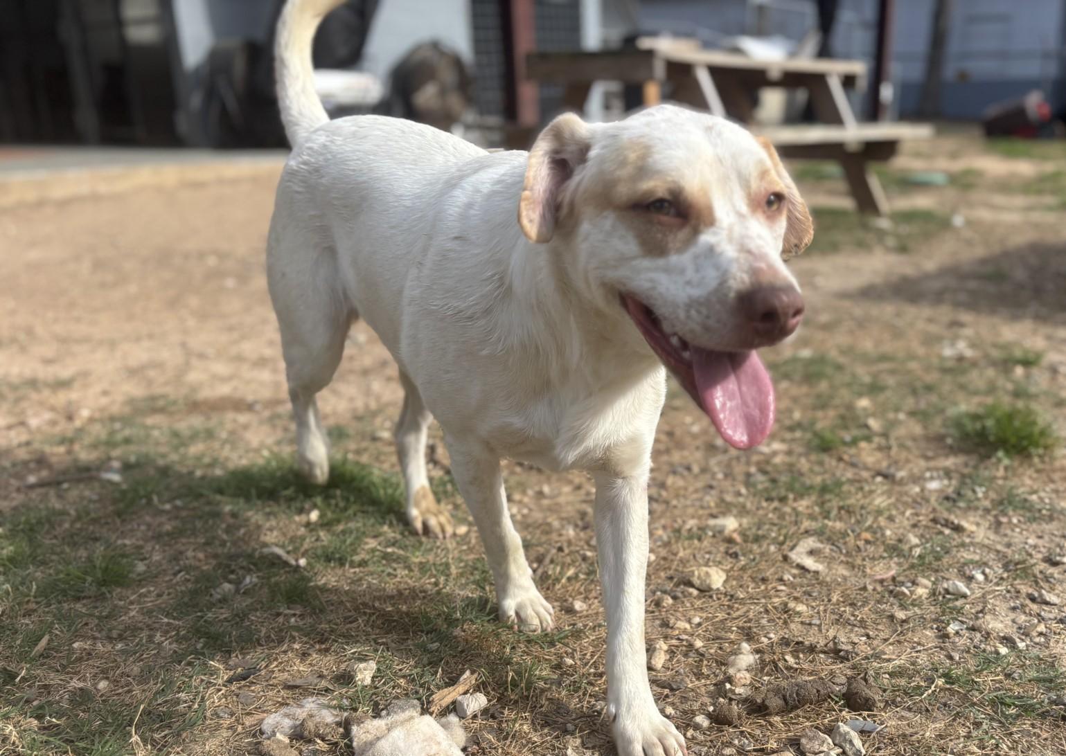 Blossom, Adoptable, Young Female Labrador Retriever & Dalmatian.