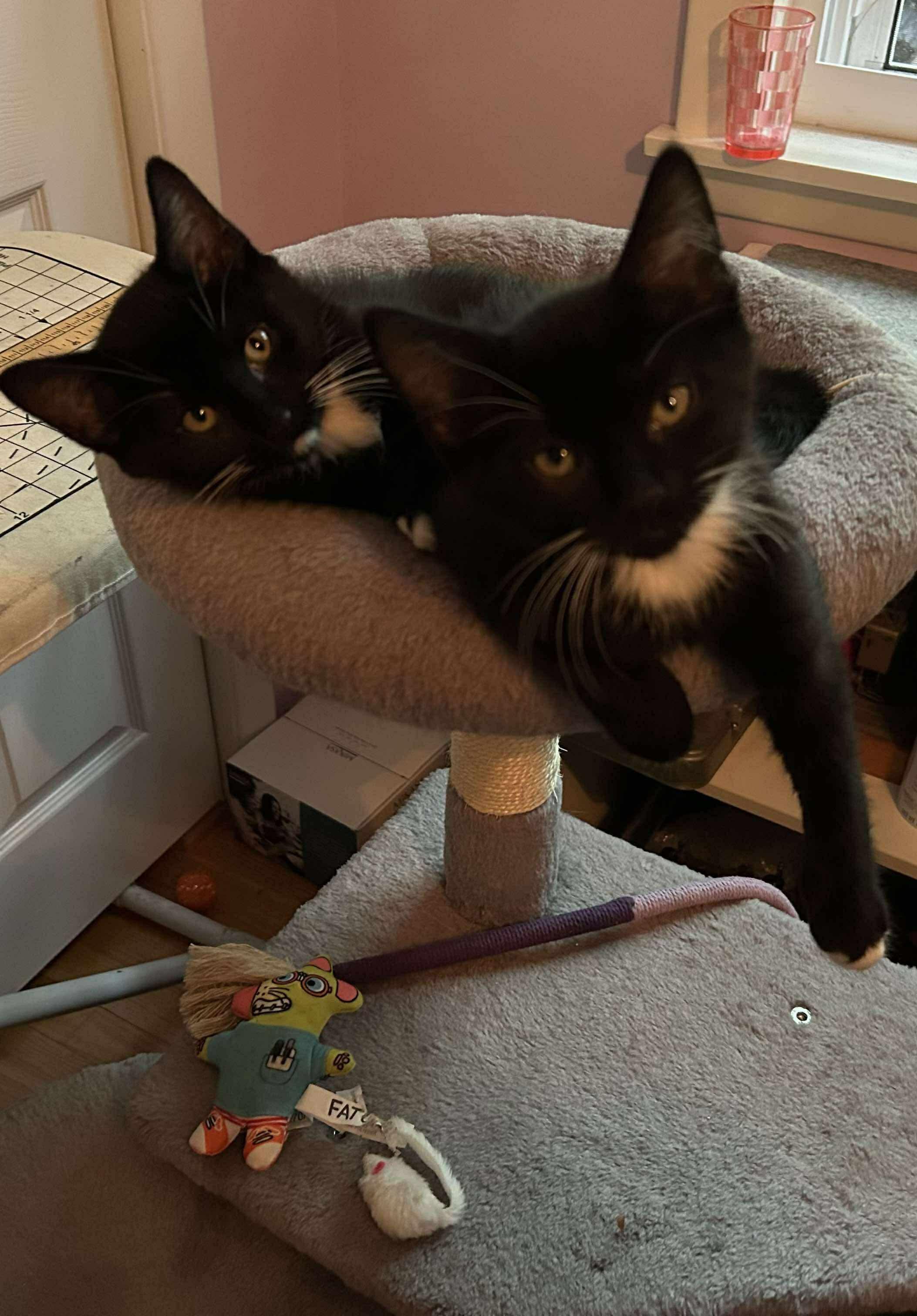 Acadia & Bryce