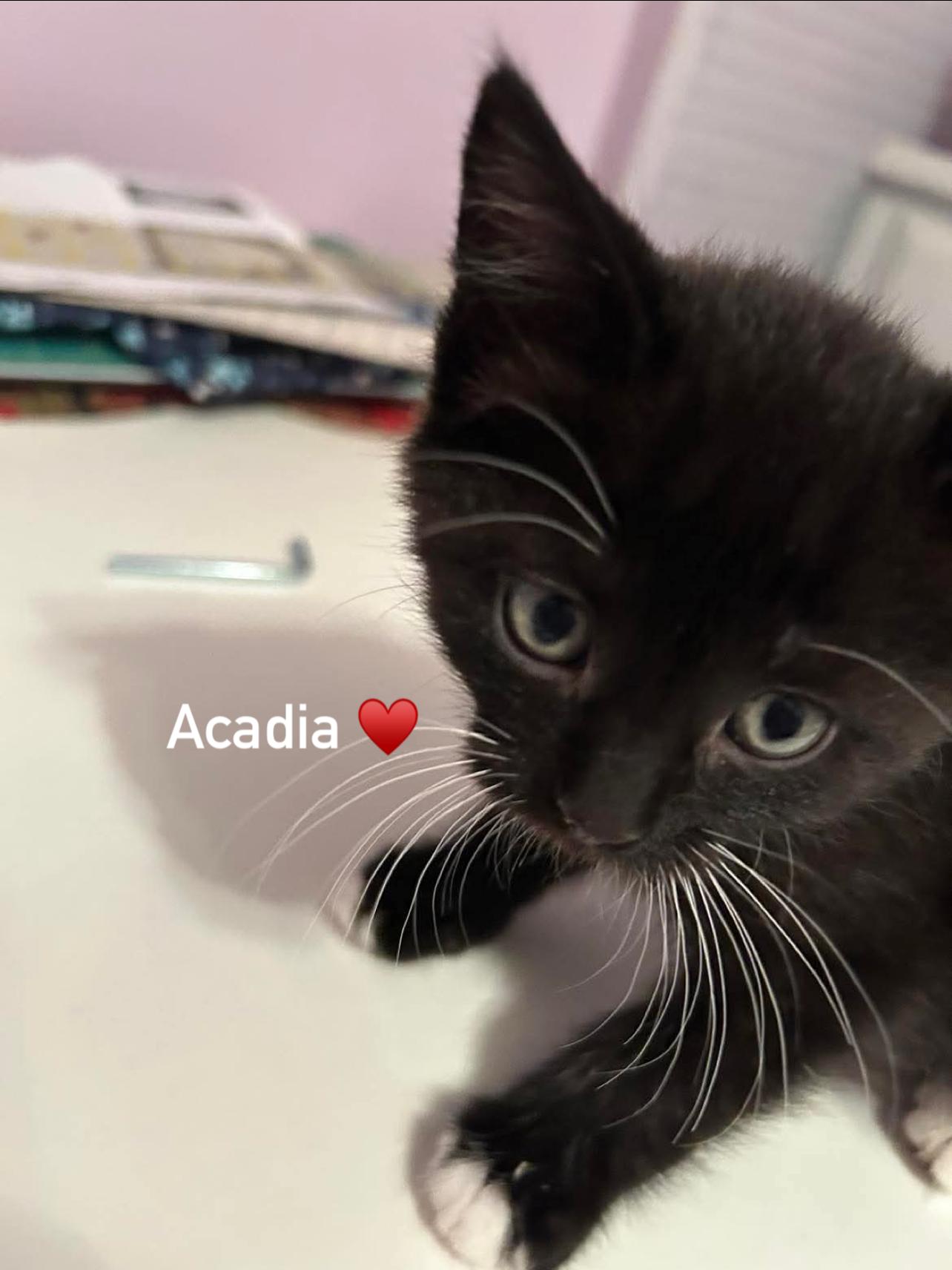 Acadia & Bryce