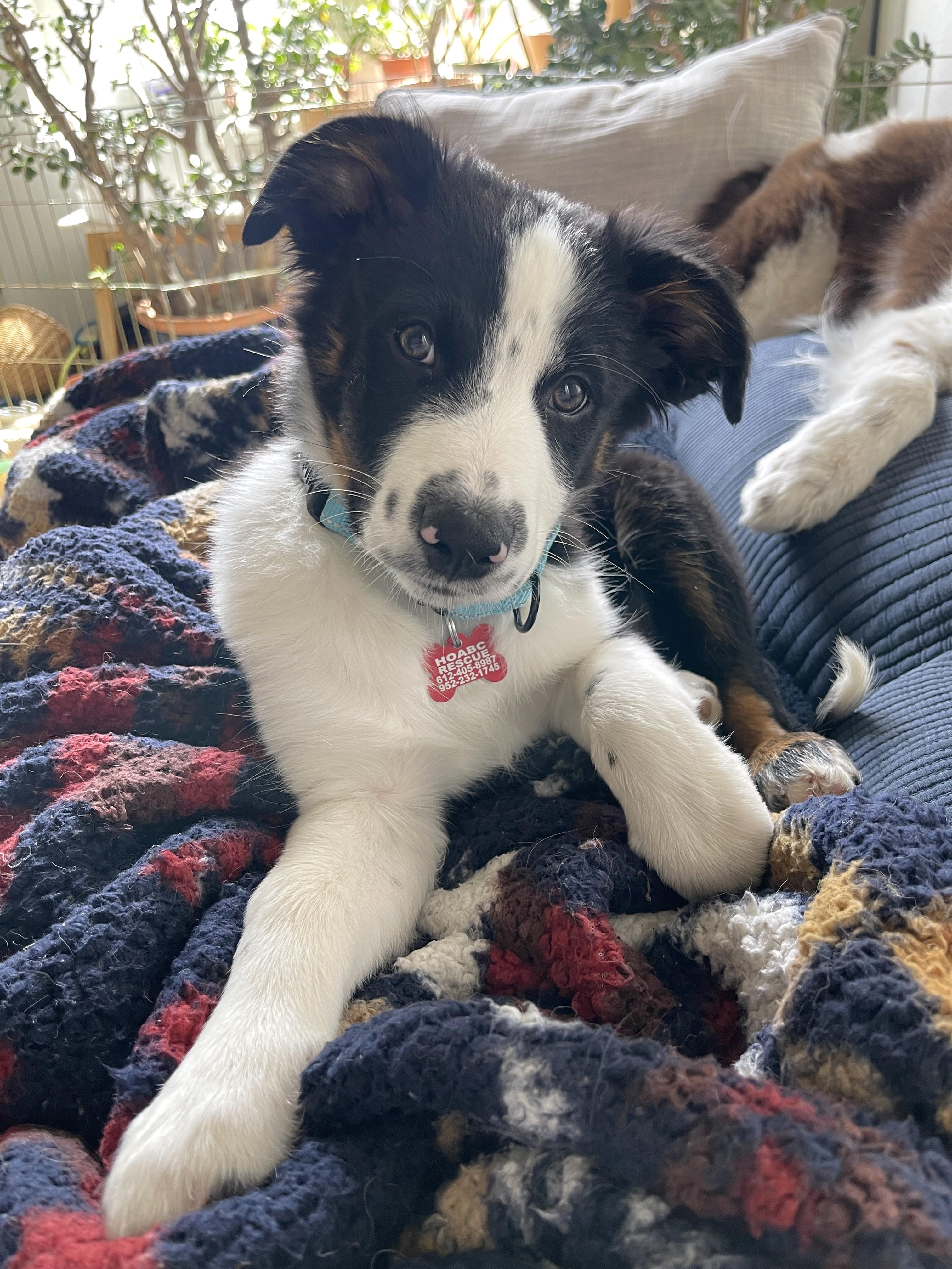 Enlarge Patches - adopted!, an adopted mixed breed in Minneapolis, MN image 4/6