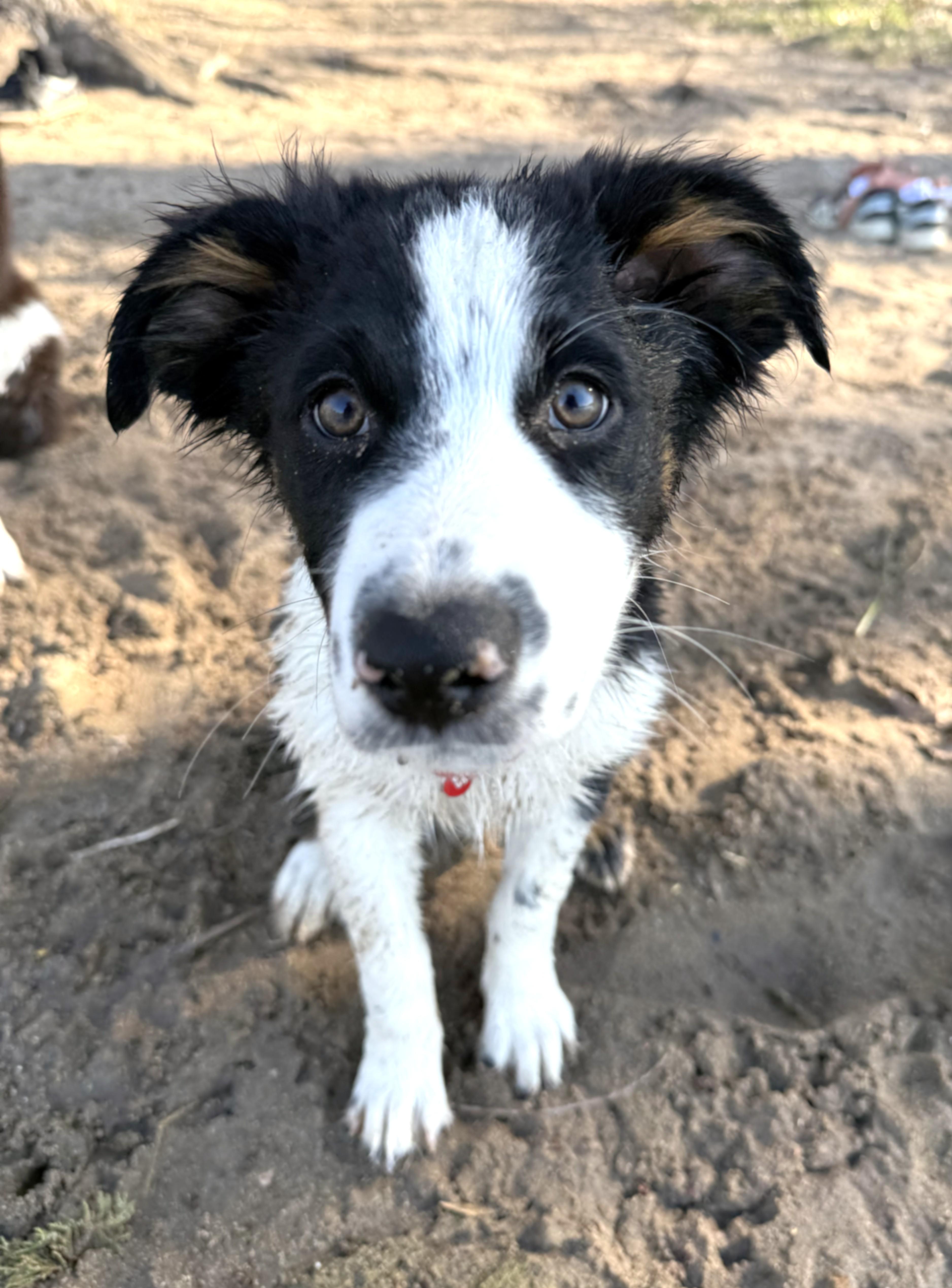 Enlarge Patches - adopted!, an adopted mixed breed in Minneapolis, MN image 2/6