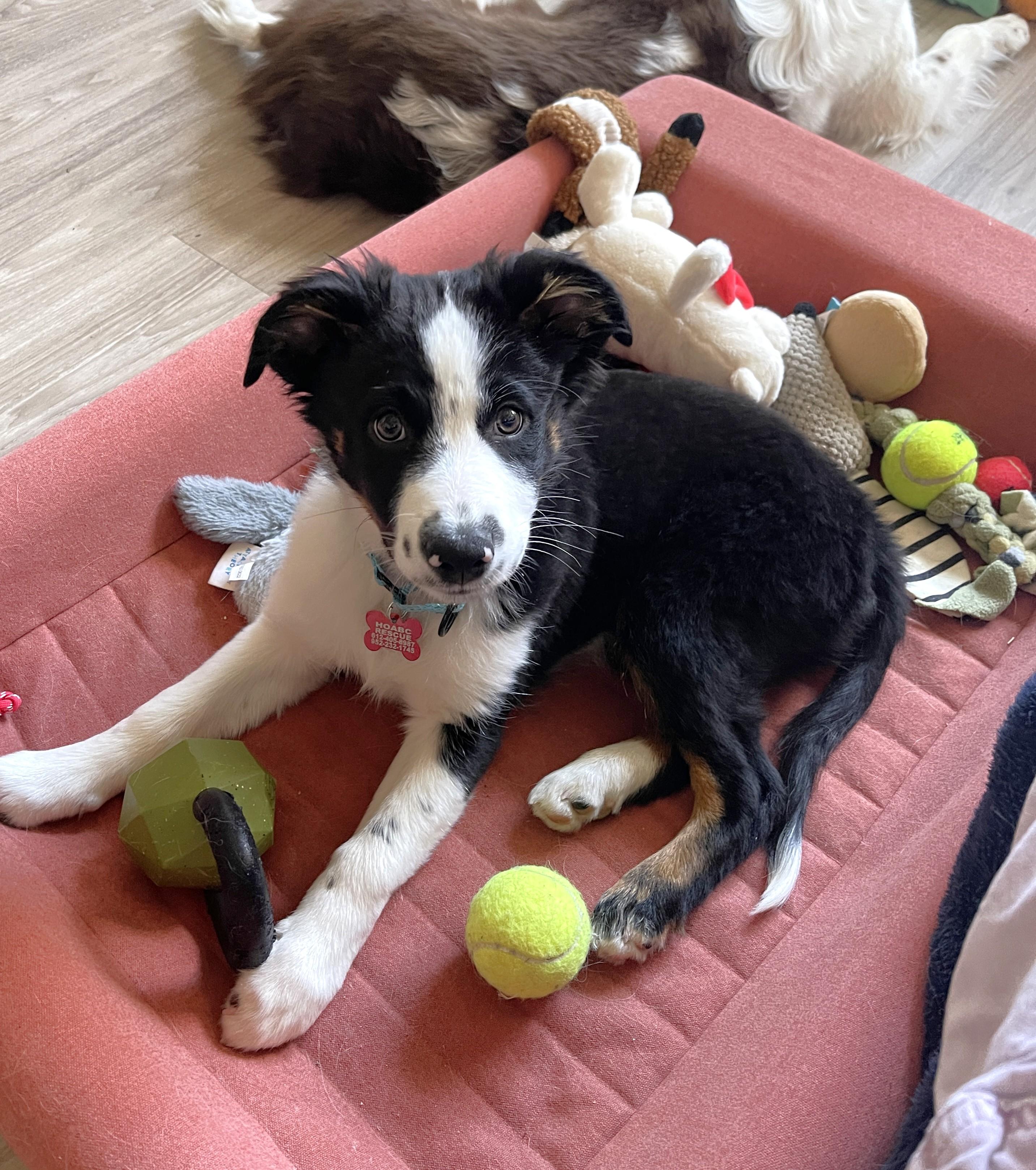 Enlarge Patches - adopted!, an adopted mixed breed in Minneapolis, MN image 3/6