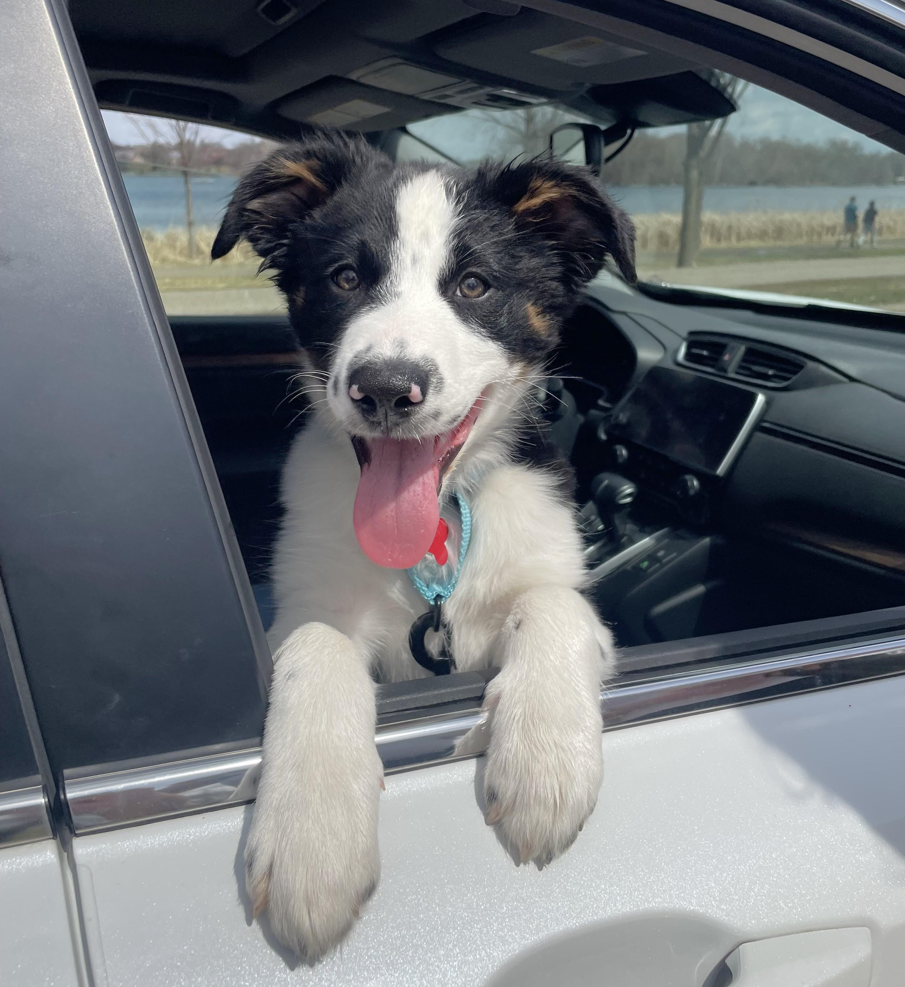 Patches, ADOPTABLE, Puppy Female Australian Shepherd & Border Collie.