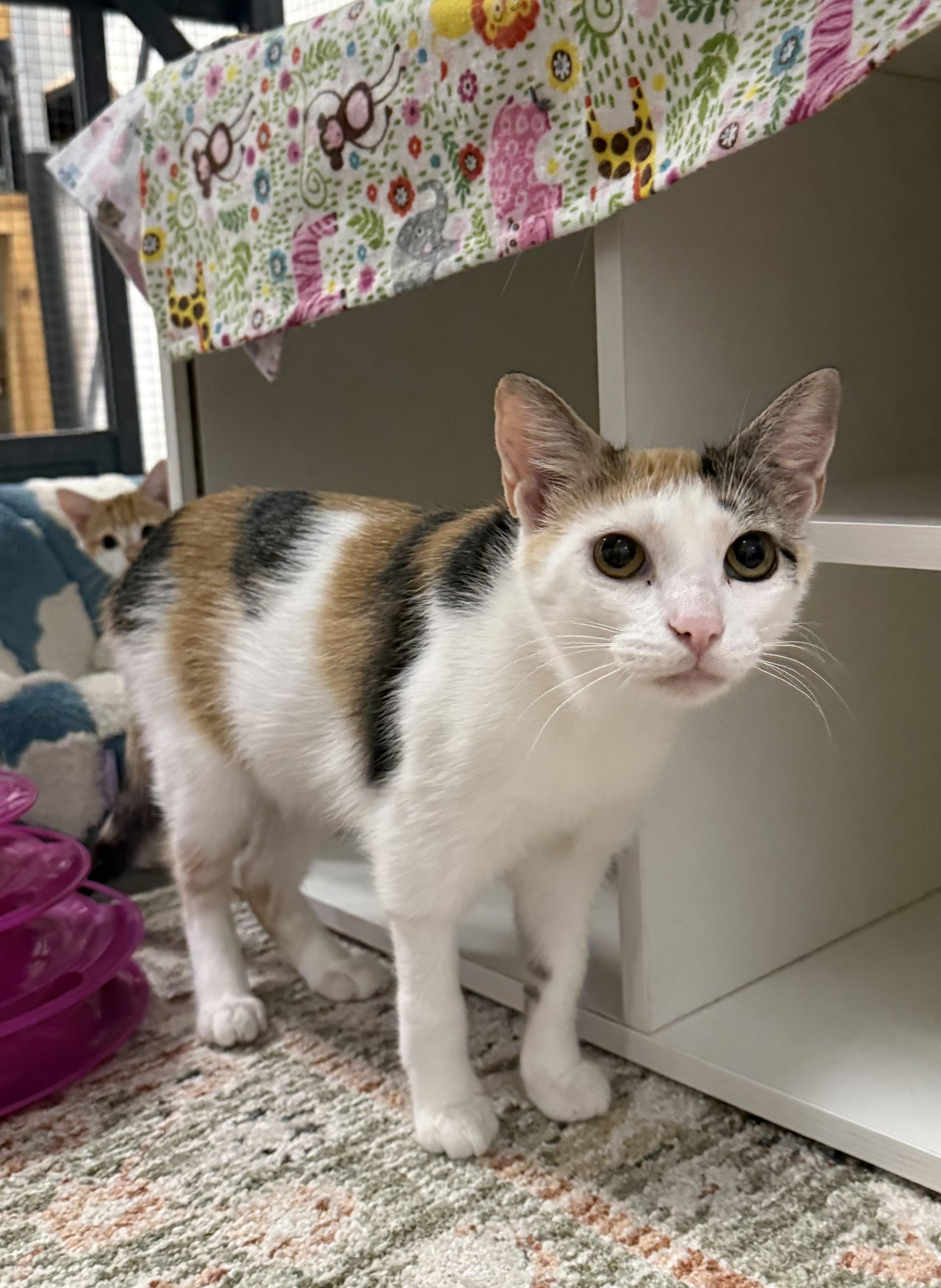 Tess, a ADOPTABLE Calico in CANONSBURG, PA image 2/5