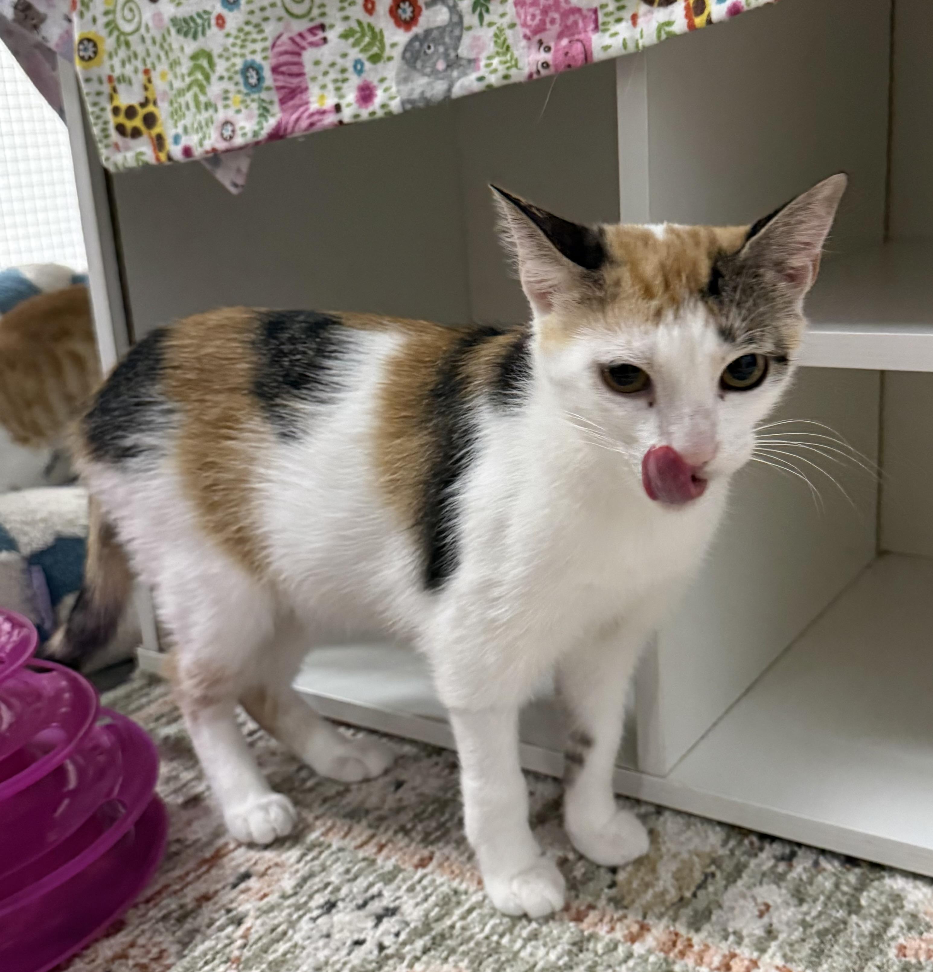 Tess, a ADOPTABLE Calico in CANONSBURG, PA image 4/5