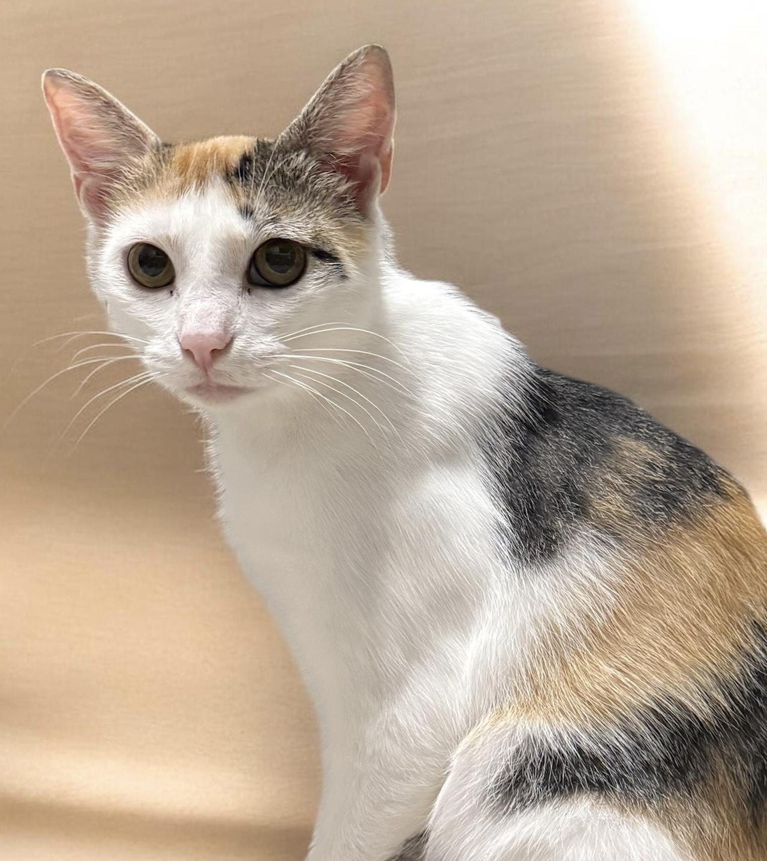 Tess, ADOPTABLE, Young Female Calico.