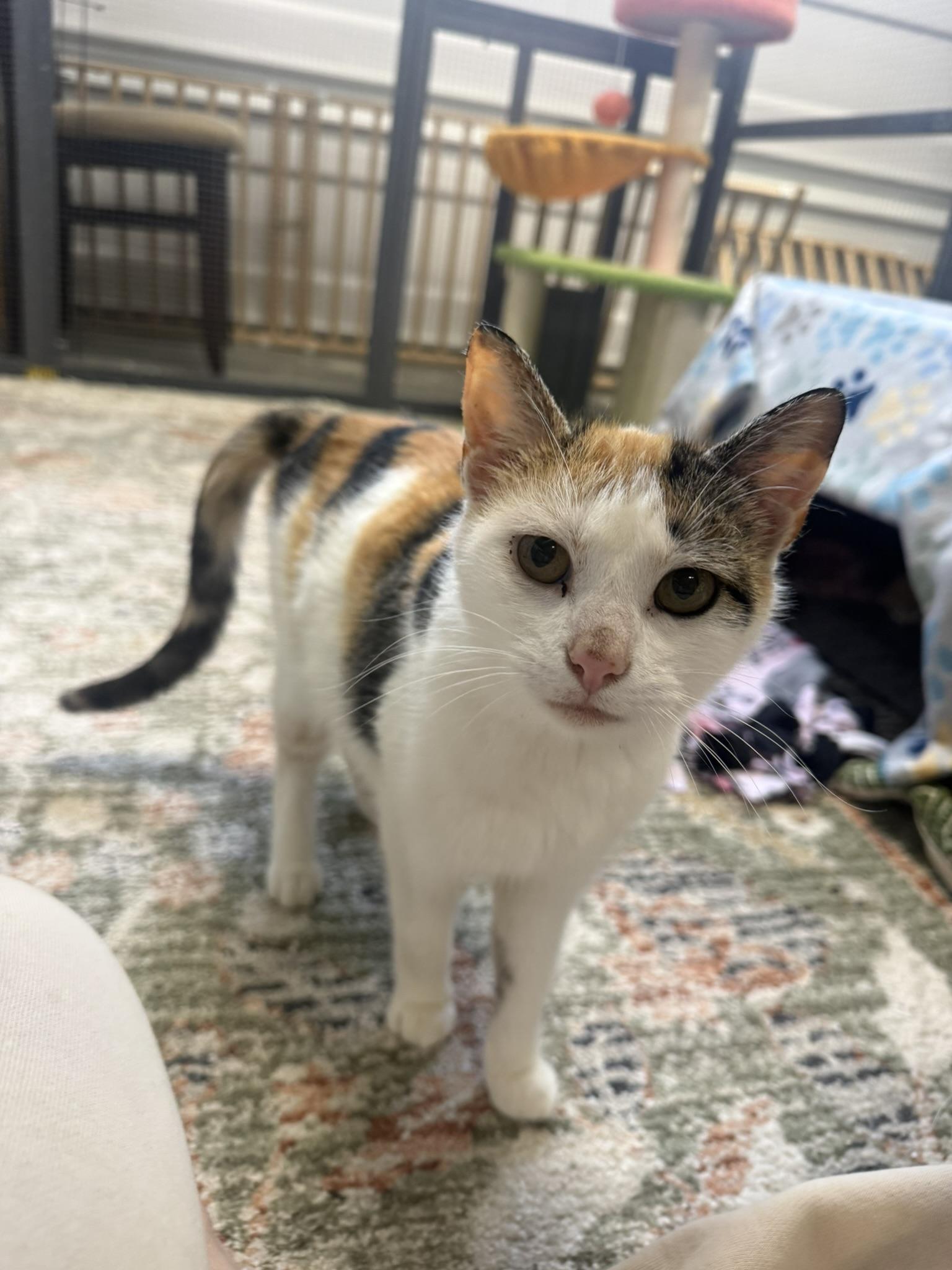 Tess, ADOPTABLE, Young Female Calico.