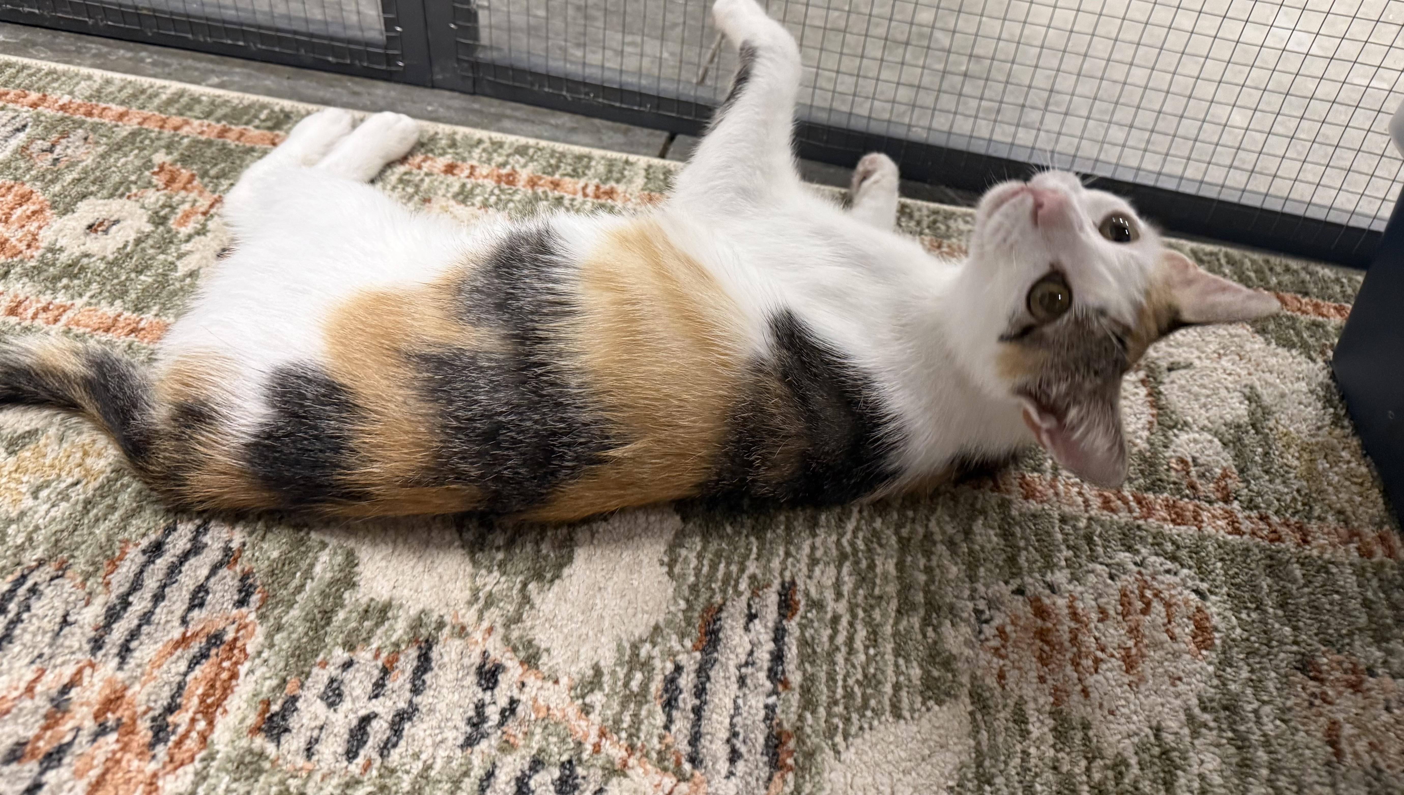 Tess, a ADOPTABLE Calico in CANONSBURG, PA image 3/5