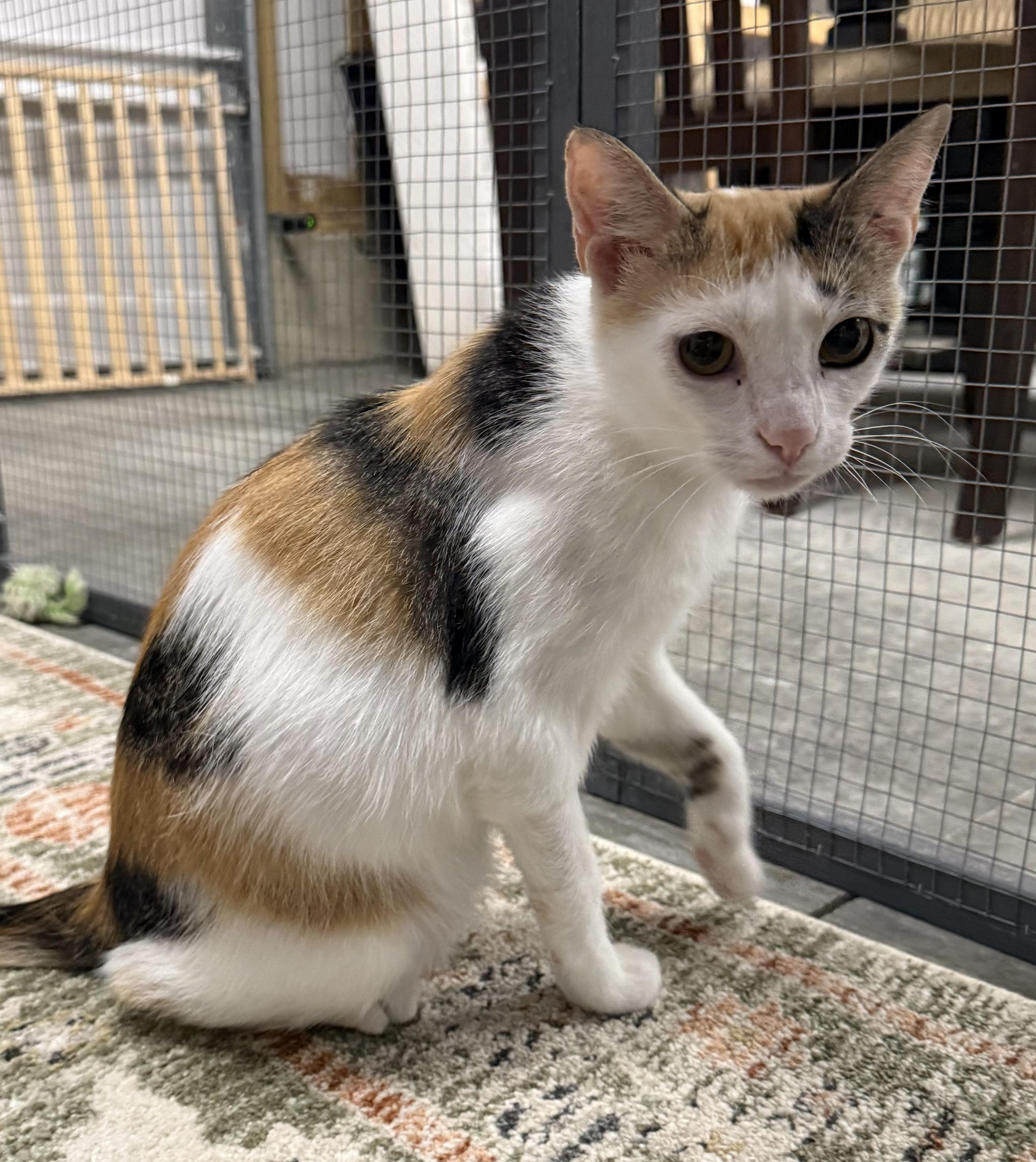 Tess, a ADOPTABLE Calico in CANONSBURG, PA image 5/5