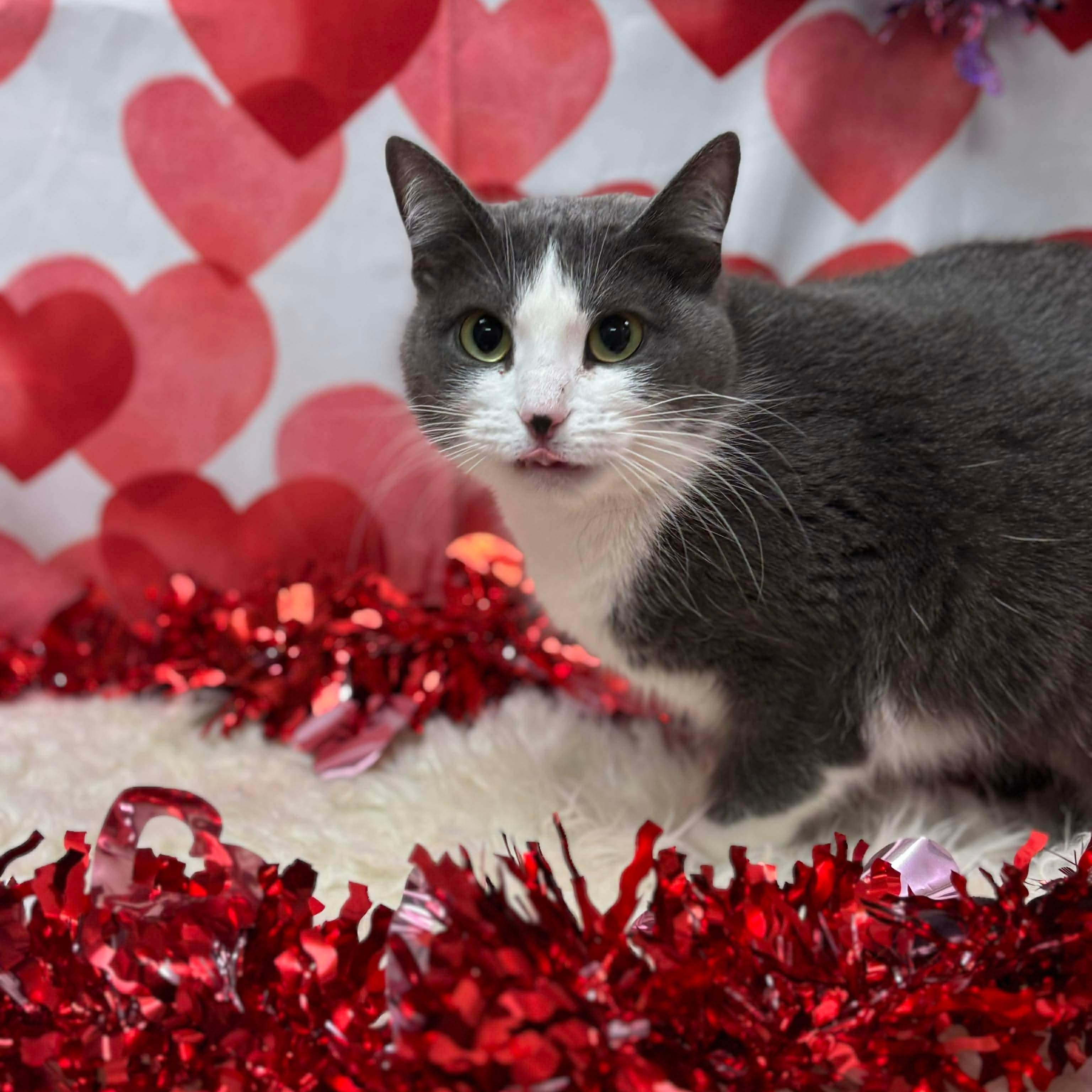 Enlarge Shirley, a ADOPTABLE Domestic Short Hair in Effingham, IL image 1/2