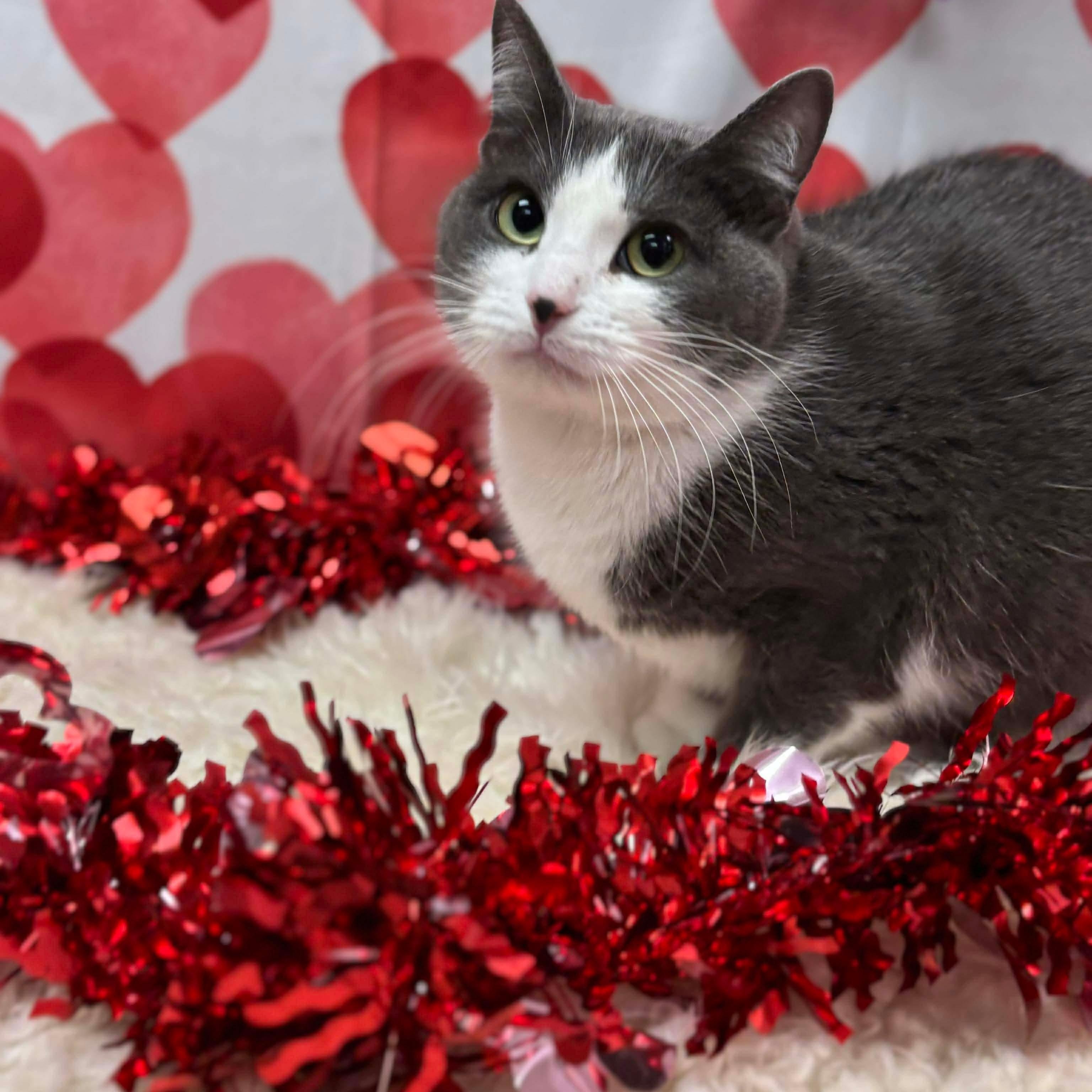 Enlarge Shirley, a ADOPTABLE Domestic Short Hair in Effingham, IL image 2/2