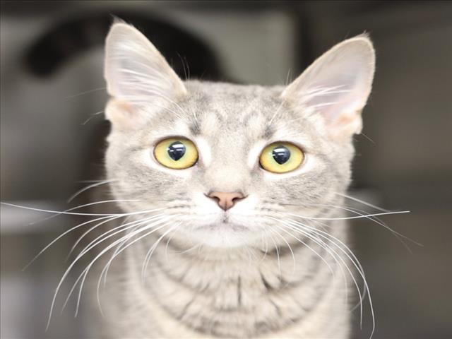 A512691, Adoptable, Young Female Domestic Short Hair.