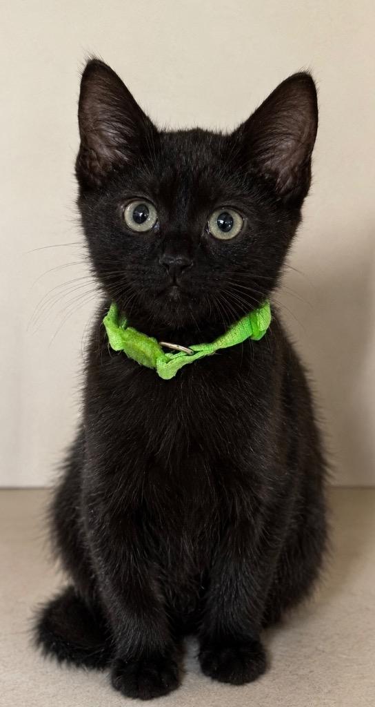 Enlarge Darryl, a Adoptable mixed breed in Columbia, TN image 1/3