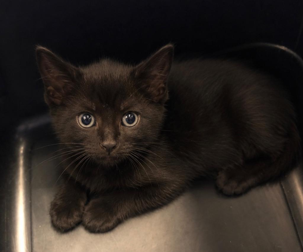 Enlarge Darryl, a Adoptable mixed breed in Columbia, TN image 2/3