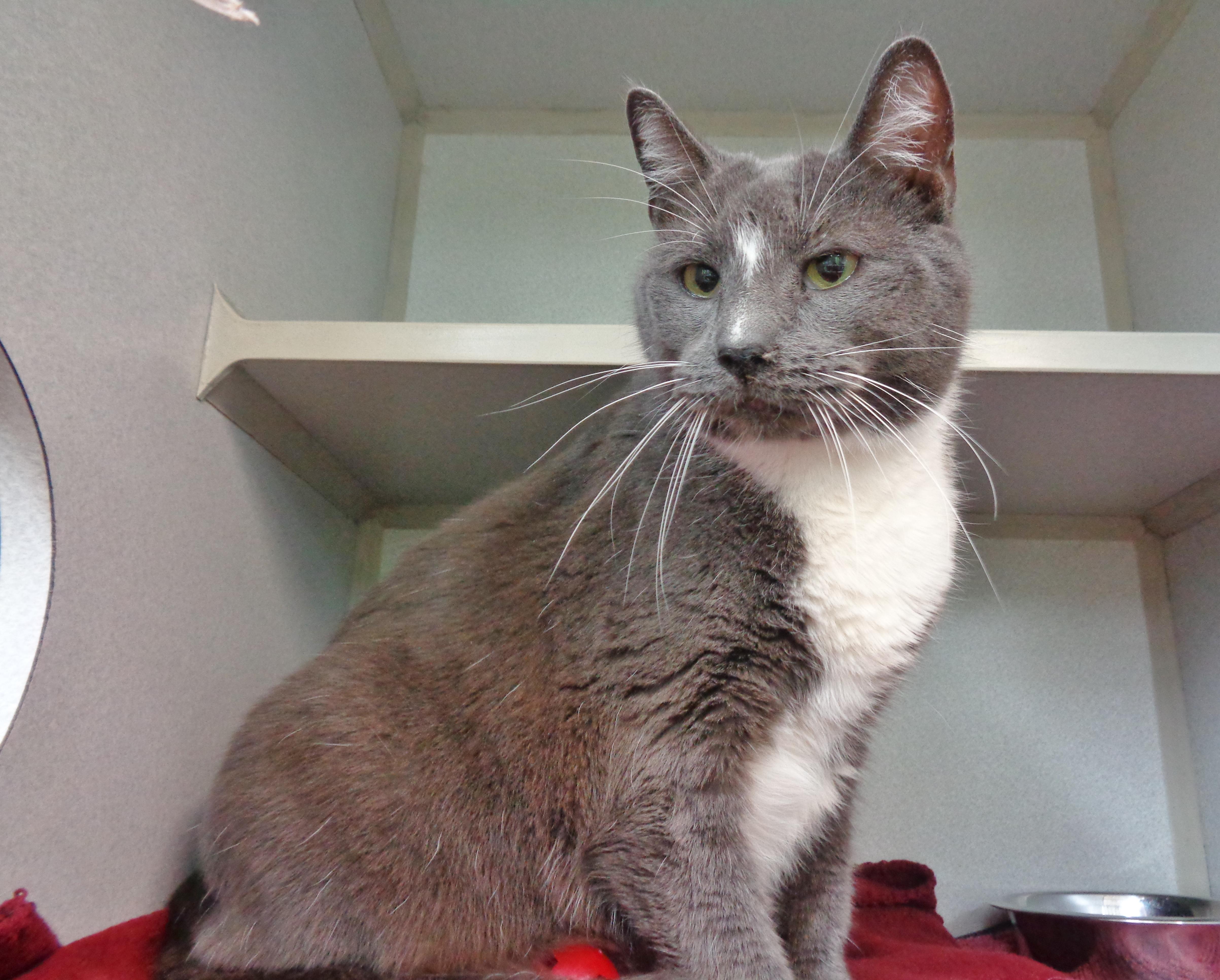 DELMONICO, a Adoptable Domestic Short Hair in Delhi, NY image 5/6