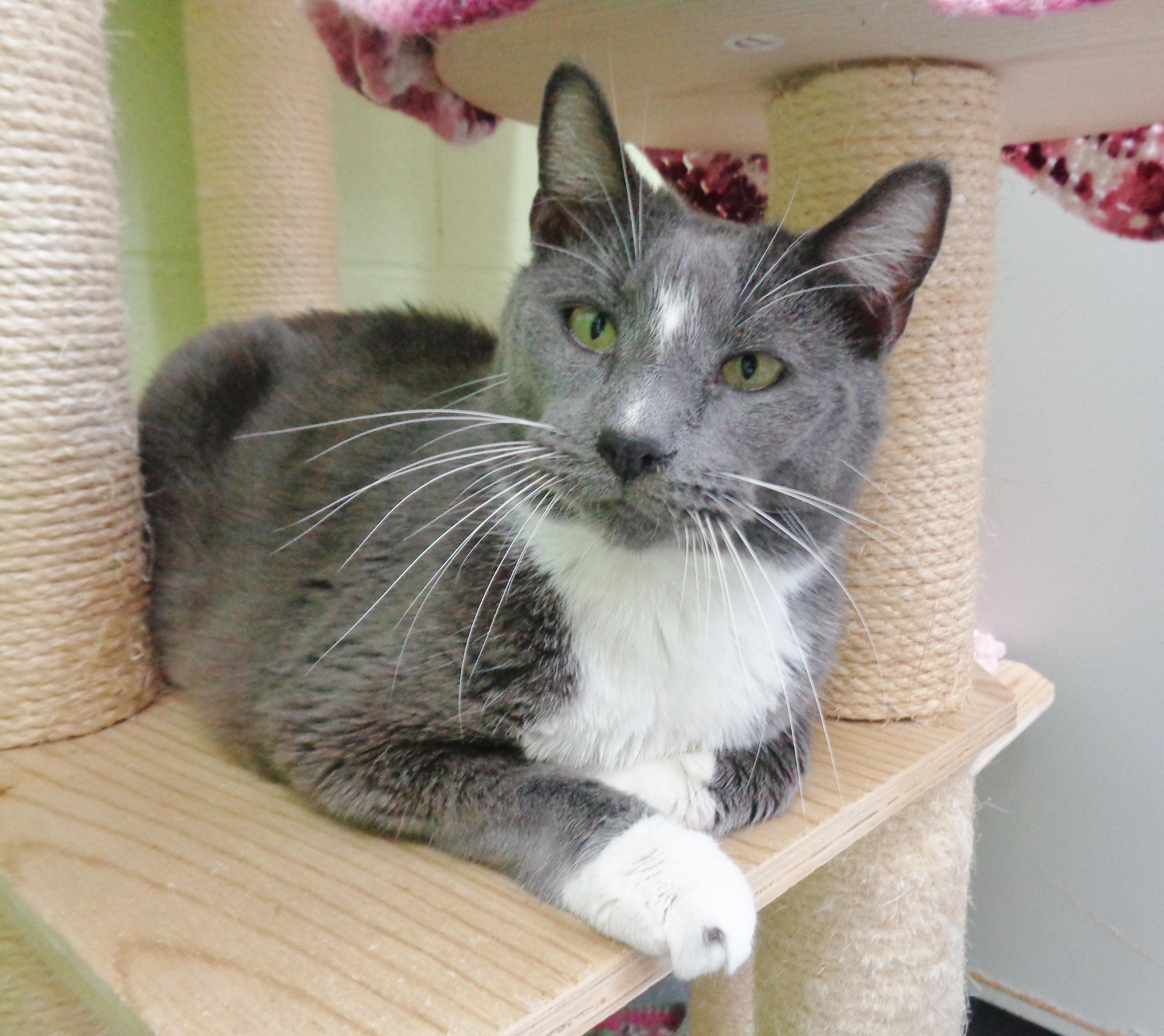DELMONICO, a Adoptable Domestic Short Hair in Delhi, NY image 1/6