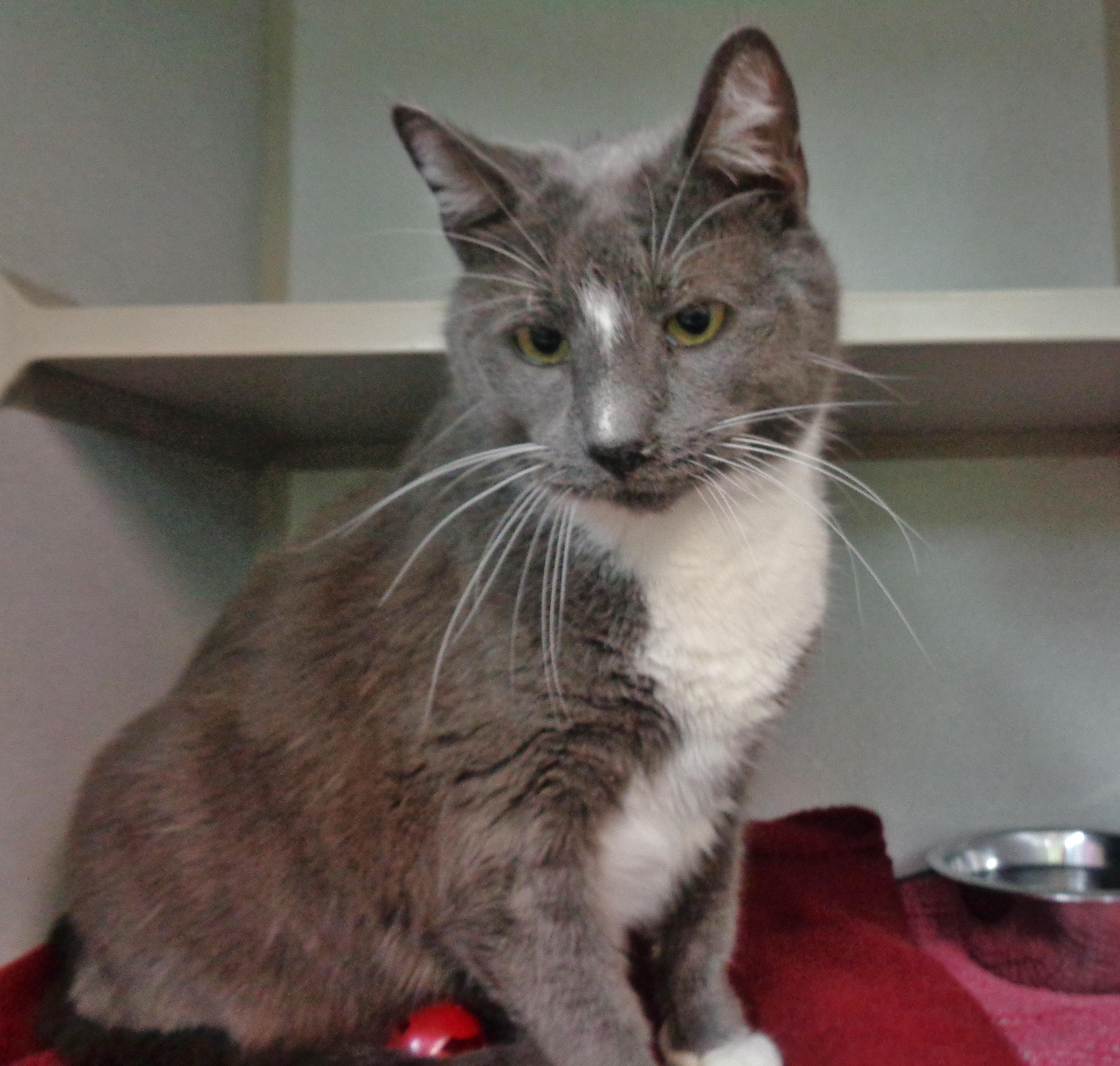 DELMONICO, a Adoptable Domestic Short Hair in Delhi, NY image 2/6