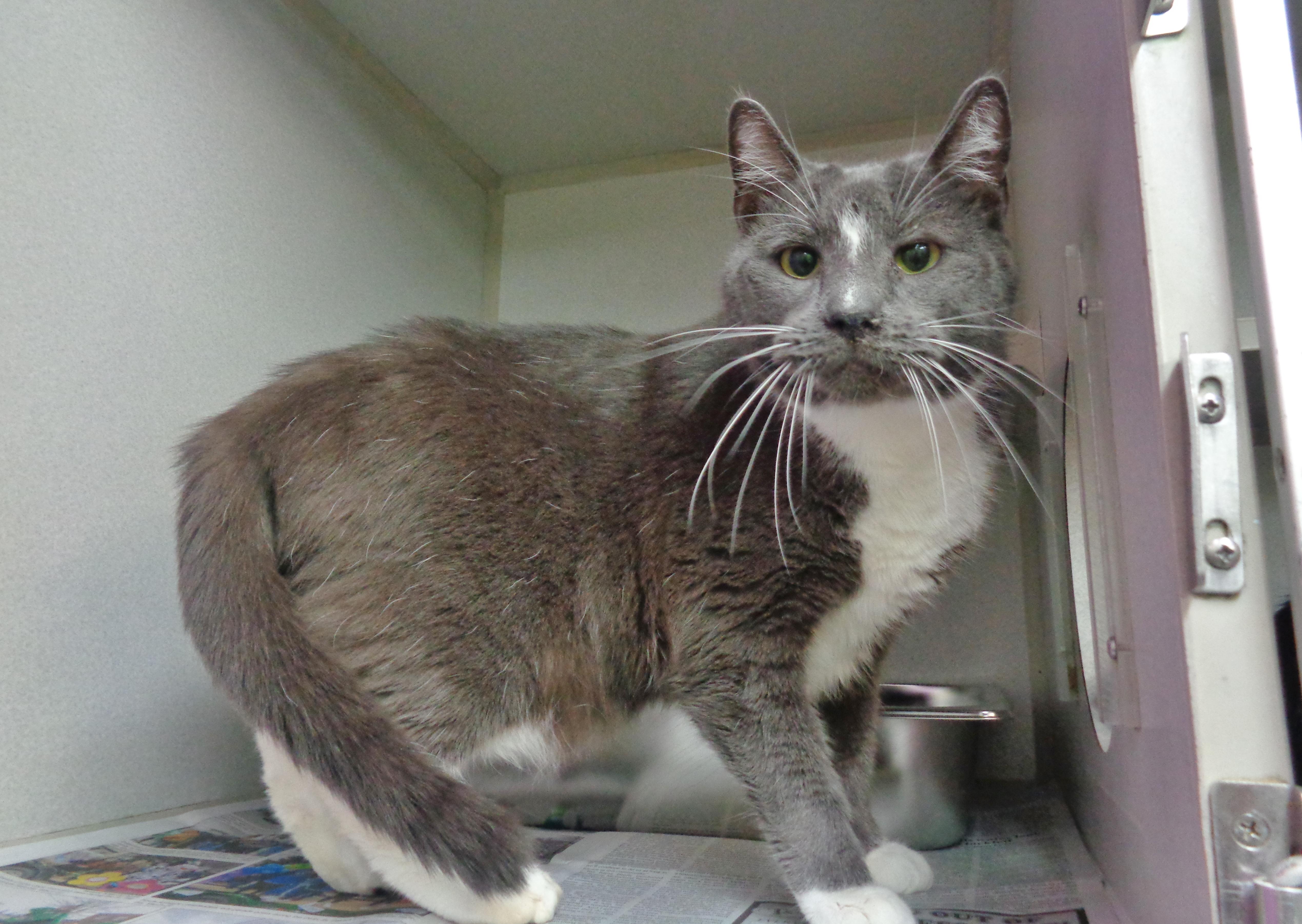 DELMONICO, a Adoptable Domestic Short Hair in Delhi, NY image 6/6