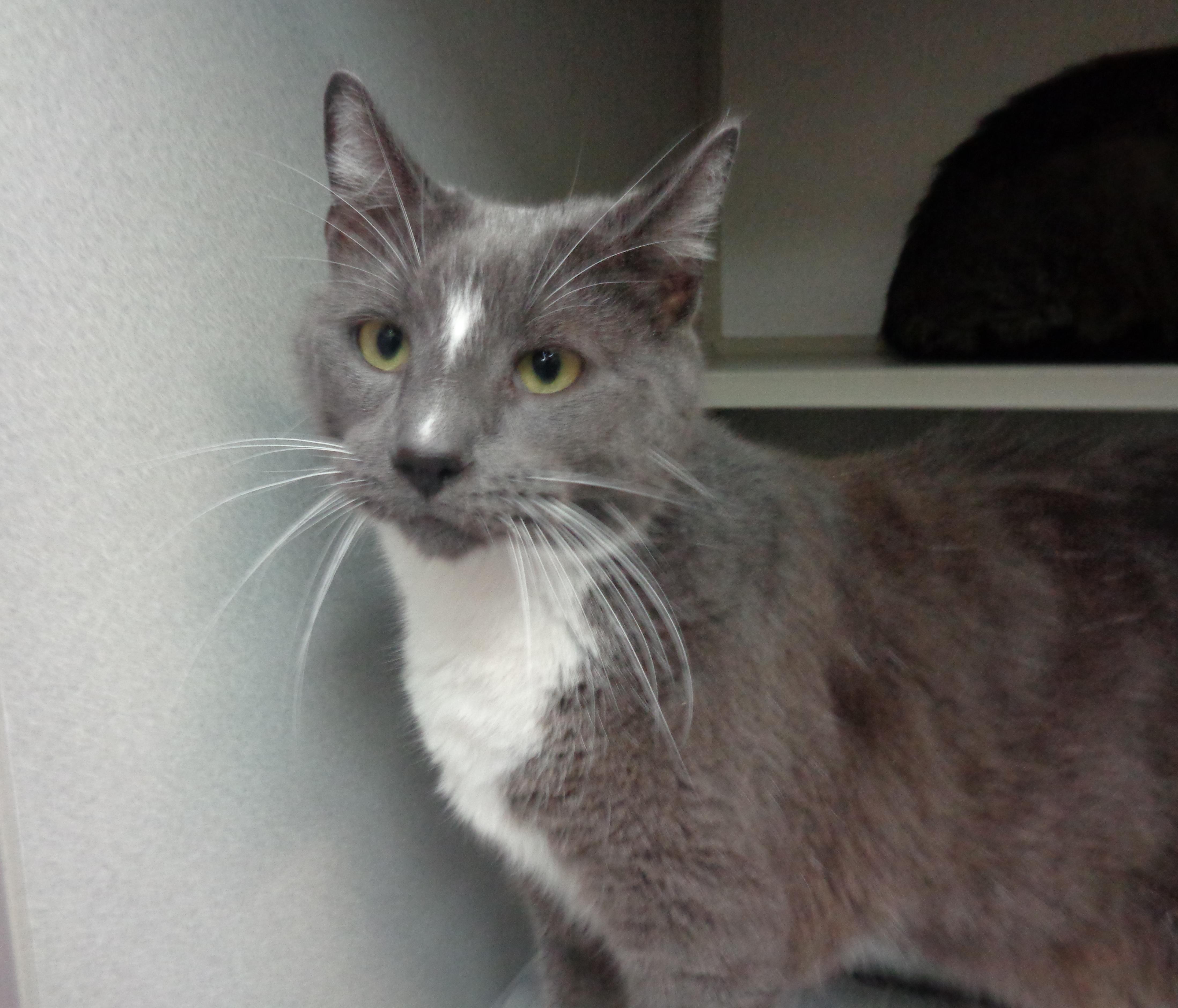 DELMONICO, a Adoptable Domestic Short Hair in Delhi, NY image 4/6