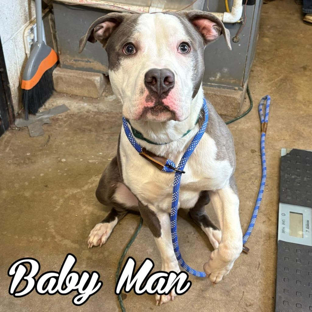 Baby Man, Adoptable, Young Male Pit Bull Terrier.