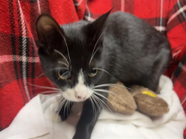 PEPPER, Adoptable, Young Female Domestic Short Hair.