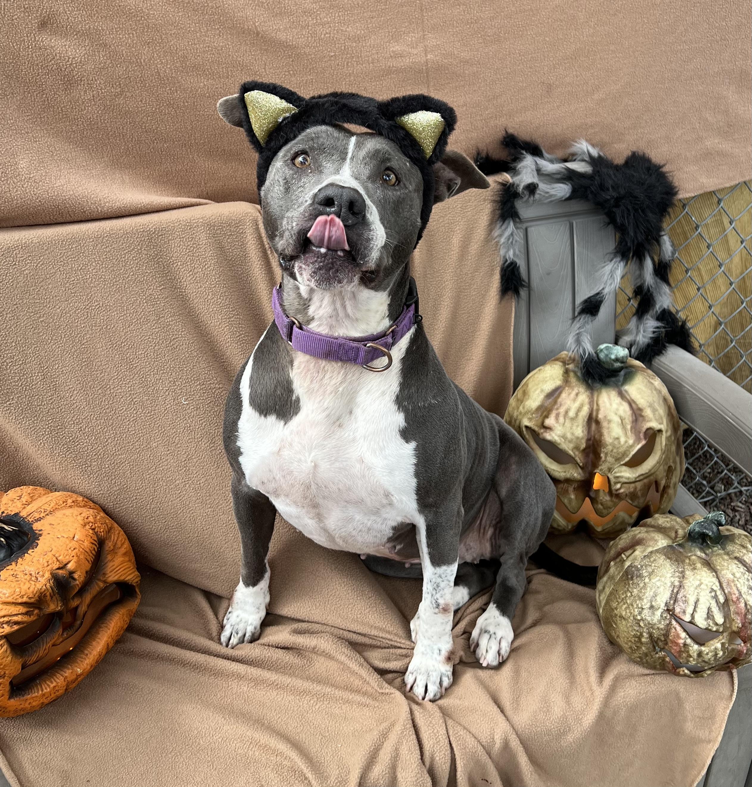 Georgia, an adoptable Pit Bull Terrier in Phoenix, OR, 97535 | Photo Image 1