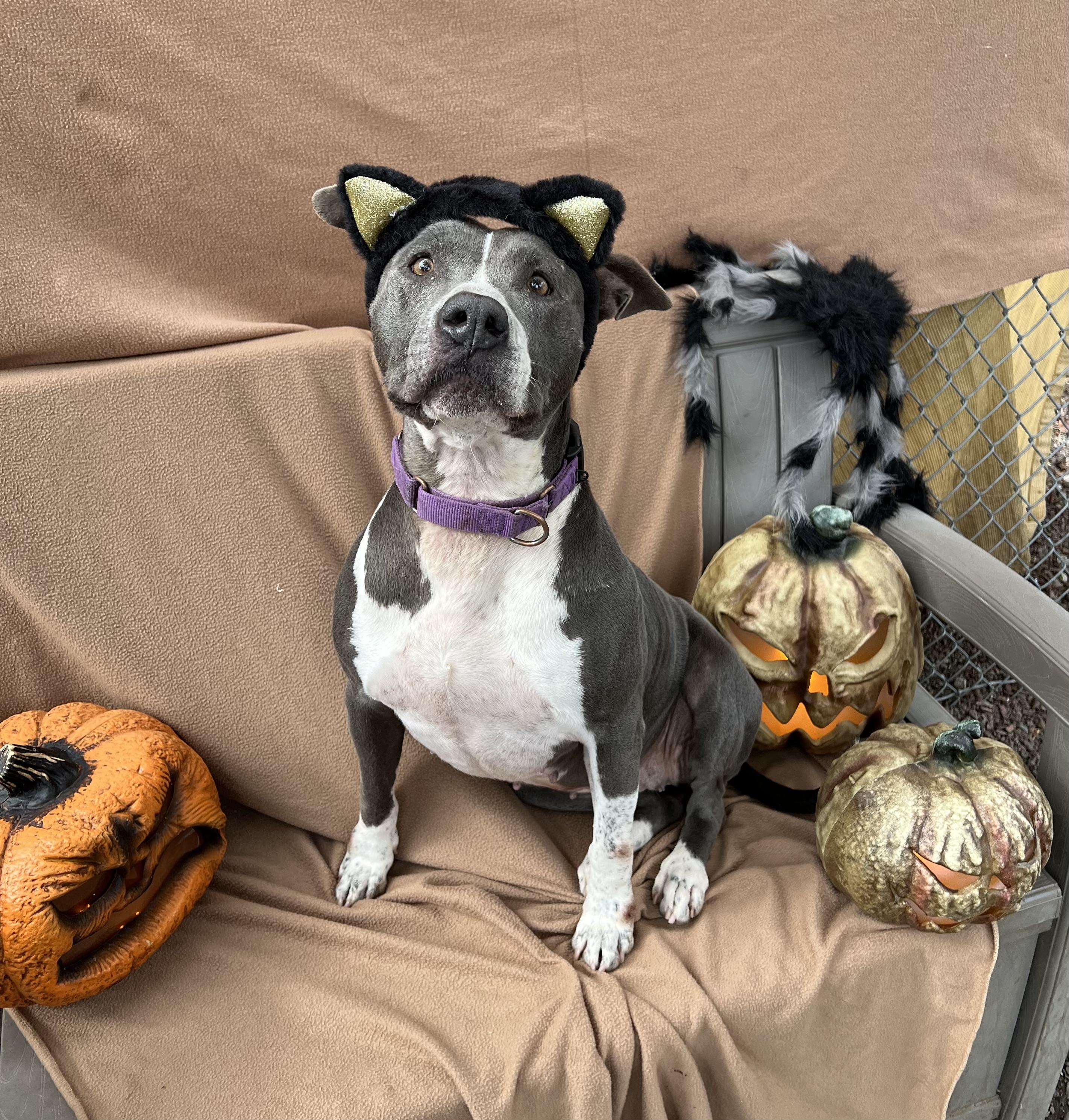 Georgia, an adoptable Pit Bull Terrier in Phoenix, OR, 97535 | Photo Image 3