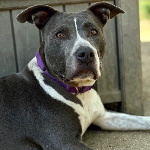 Georgia, an adoptable Pit Bull Terrier in Phoenix, OR, 97535 | Photo Image 3