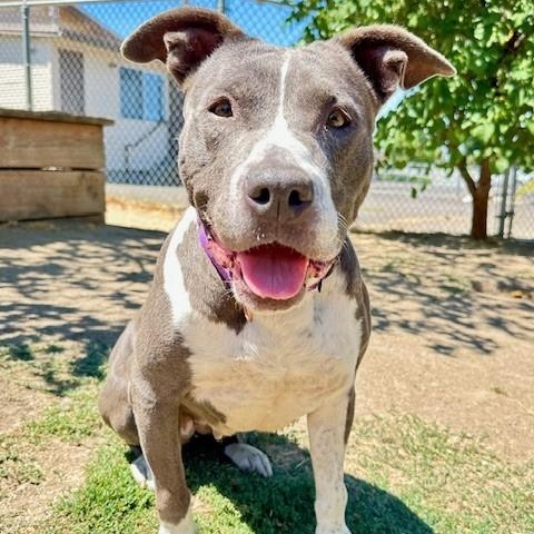 Georgia, an adoptable Pit Bull Terrier in Phoenix, OR, 97535 | Photo Image 1