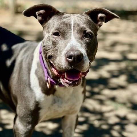 Georgia, an adoptable Pit Bull Terrier in Phoenix, OR, 97535 | Photo Image 2