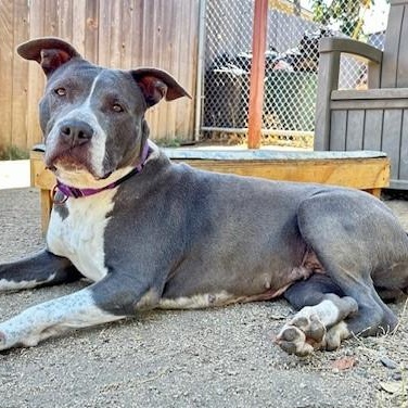 Georgia, an adoptable Pit Bull Terrier in Phoenix, OR, 97535 | Photo Image 4