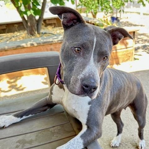 Georgia, an adoptable Pit Bull Terrier in Phoenix, OR, 97535 | Photo Image 5