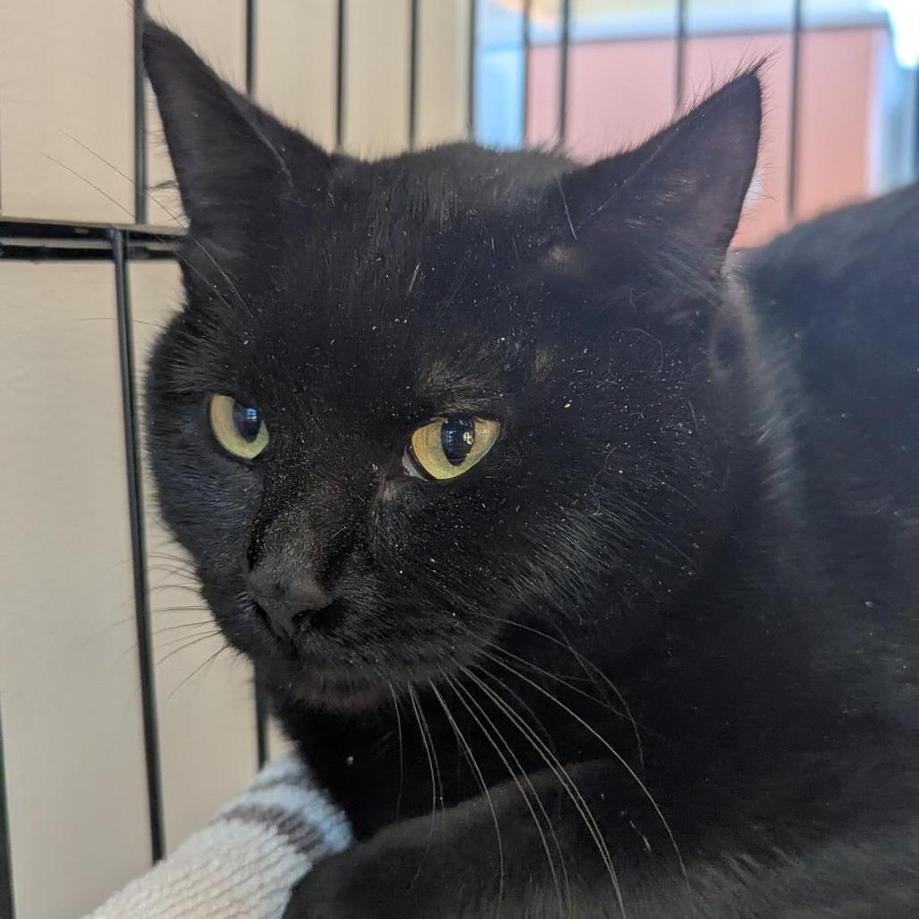 Lisa, a Adoptable Domestic Short Hair in Bentonville, AR image 1/3