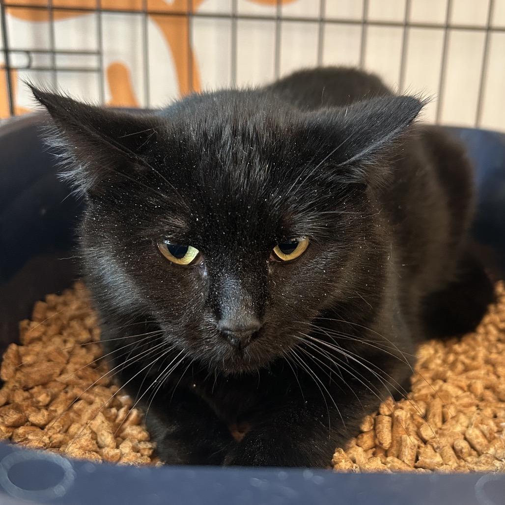 Lisa, a Adoptable Domestic Short Hair in Bentonville, AR image 2/3