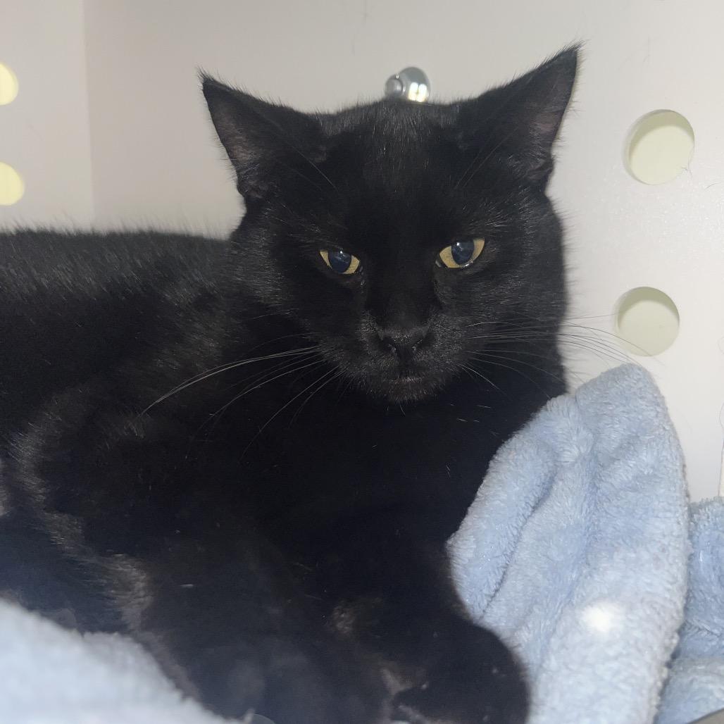 Lisa, a Adoptable Domestic Short Hair in Bentonville, AR image 3/3