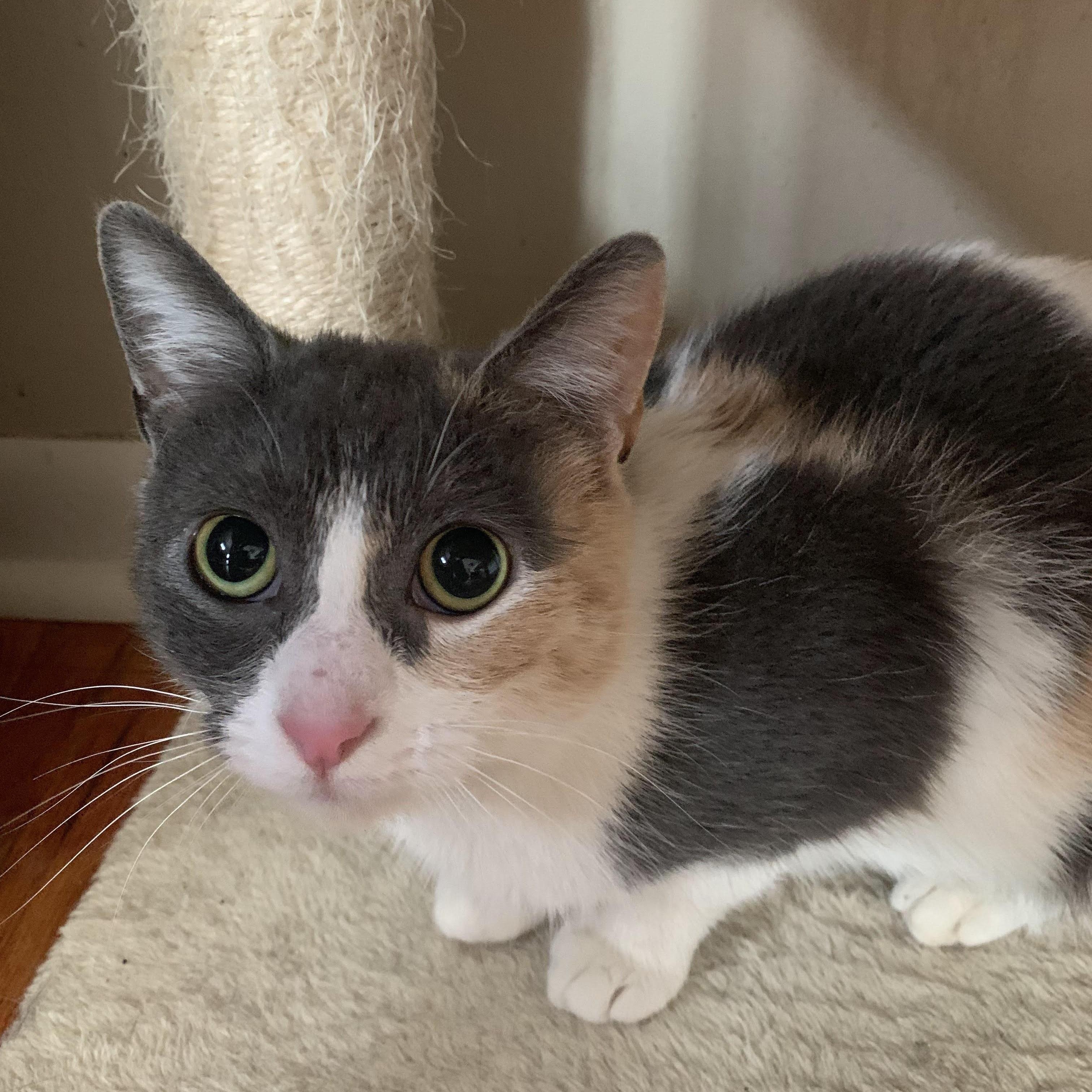 Enlarge Ivy, a Adoptable Domestic Short Hair in Buffalo, NY image 3/3