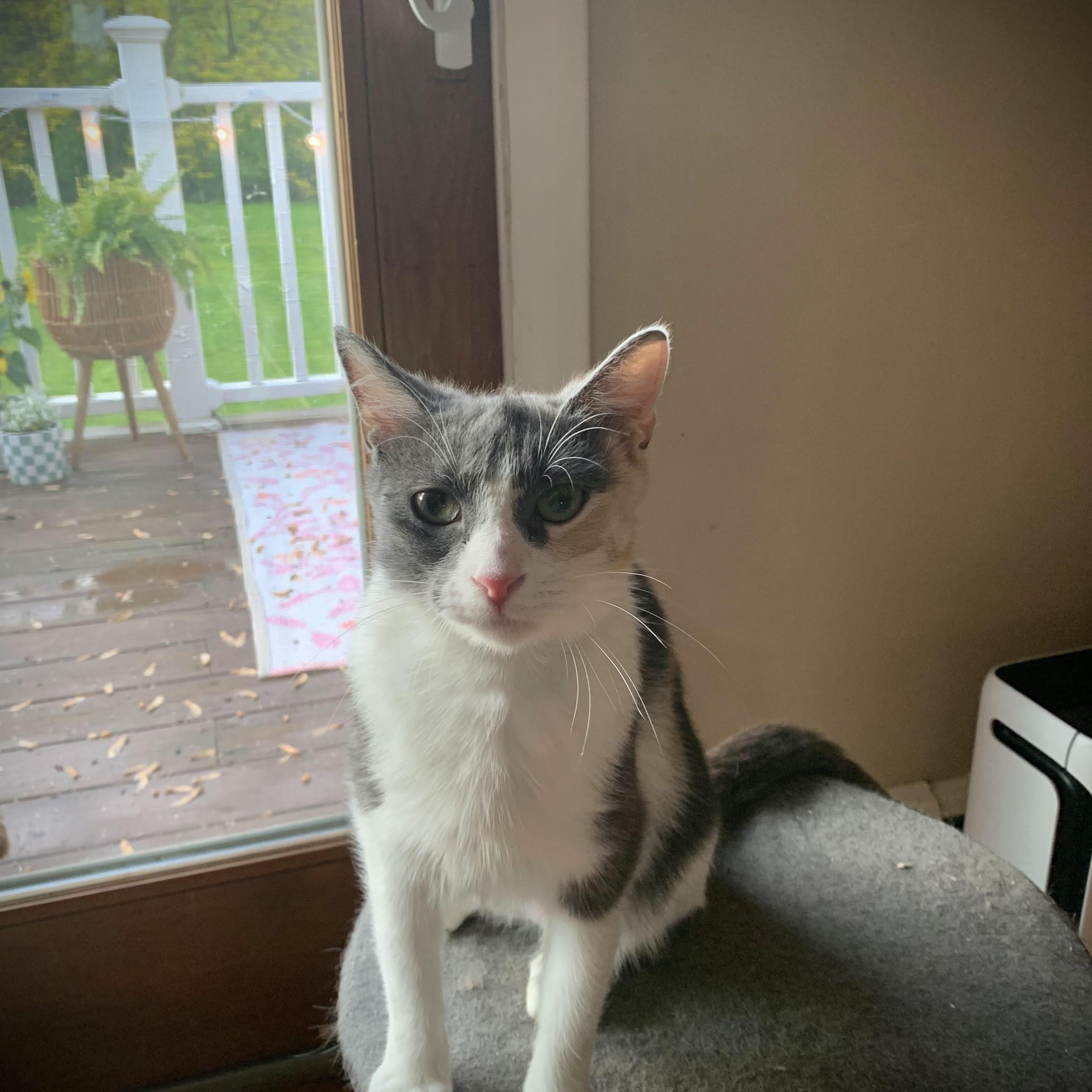 Enlarge Ivy, a Adoptable Domestic Short Hair in Buffalo, NY image 2/3