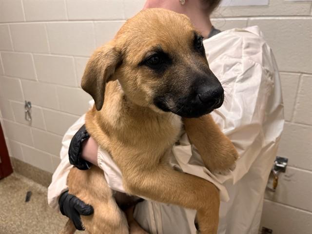 BASHFUL, Adoptable, Puppy Male Great Pyrenees & Belgian Shepherd / Malinois.