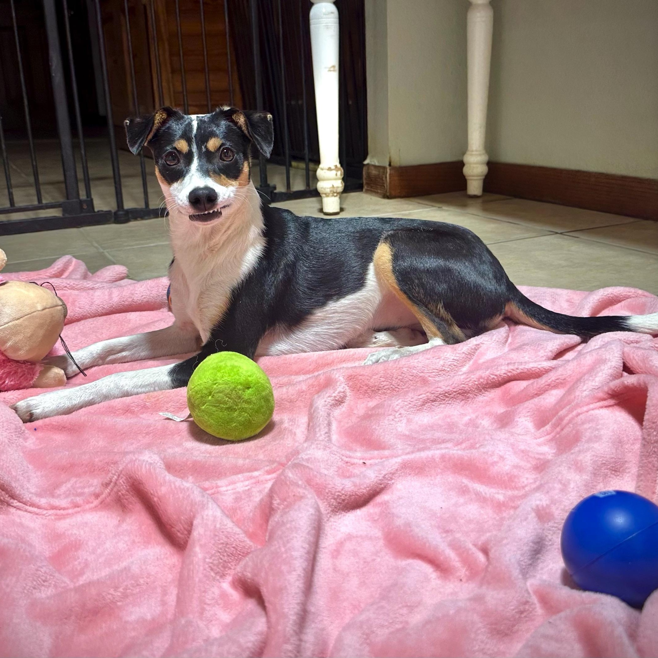 Gracie, a Adoptable mixed breed in High Ridge, MO image 1/4