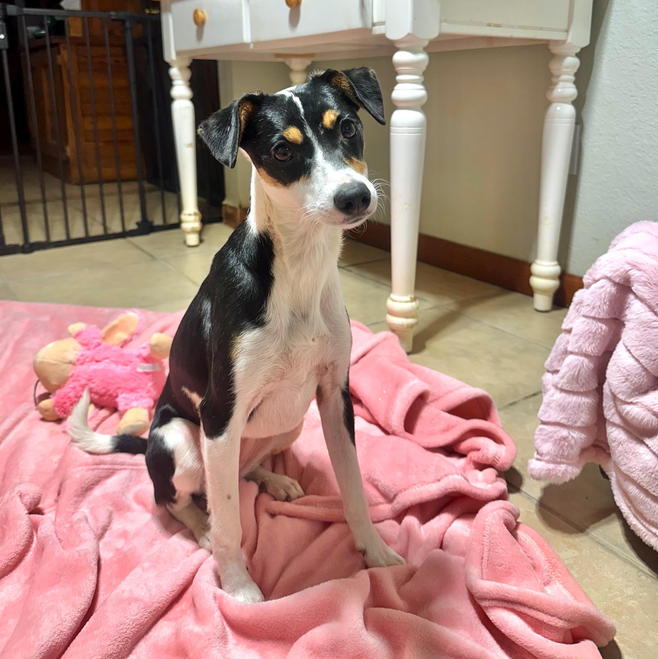 Gracie, a Adoptable mixed breed in High Ridge, MO image 2/4